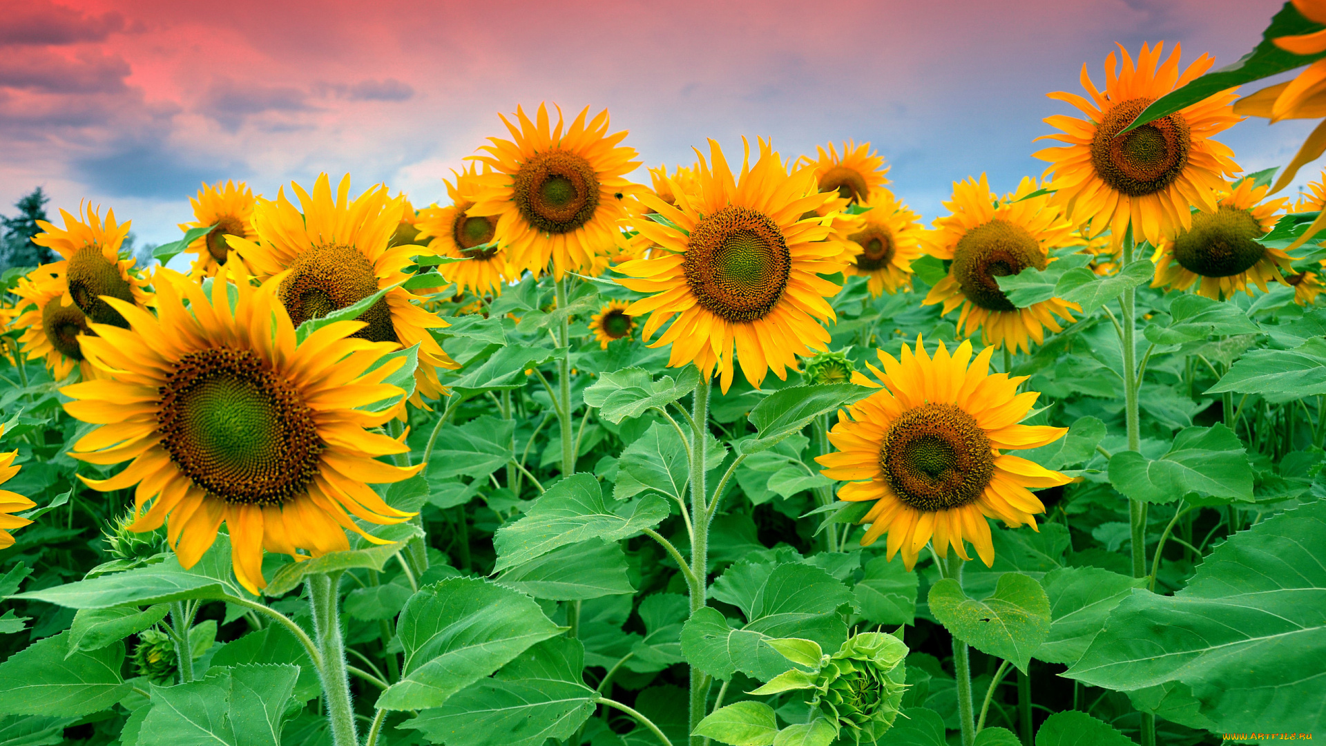 цветы, подсолнухи, цветущие