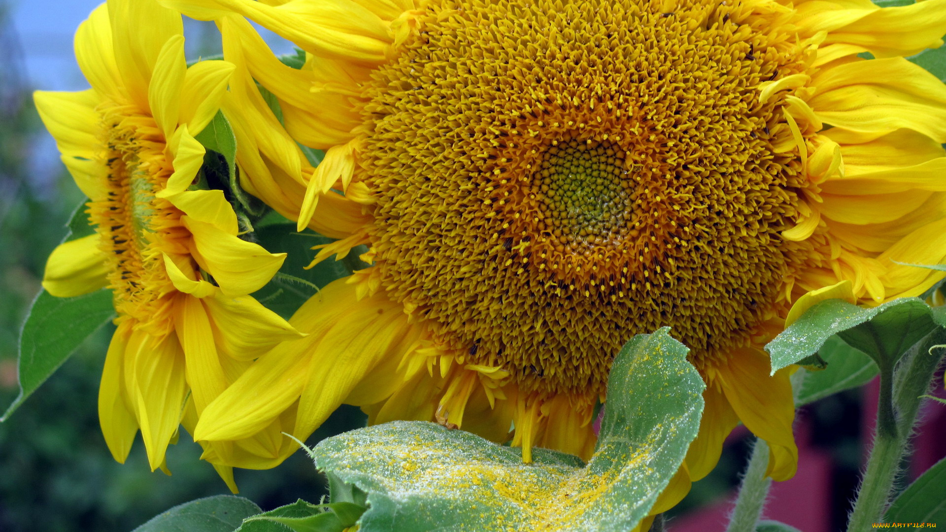 цветы, подсолнухи, солнечный