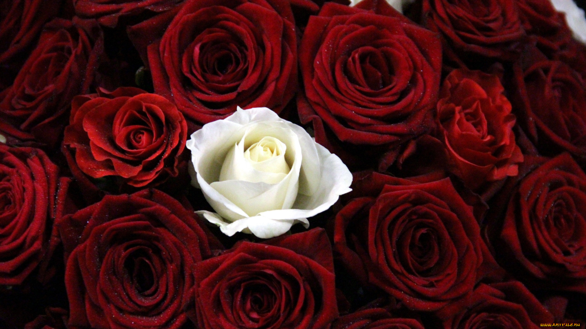 цветы, розы, белый, бордо