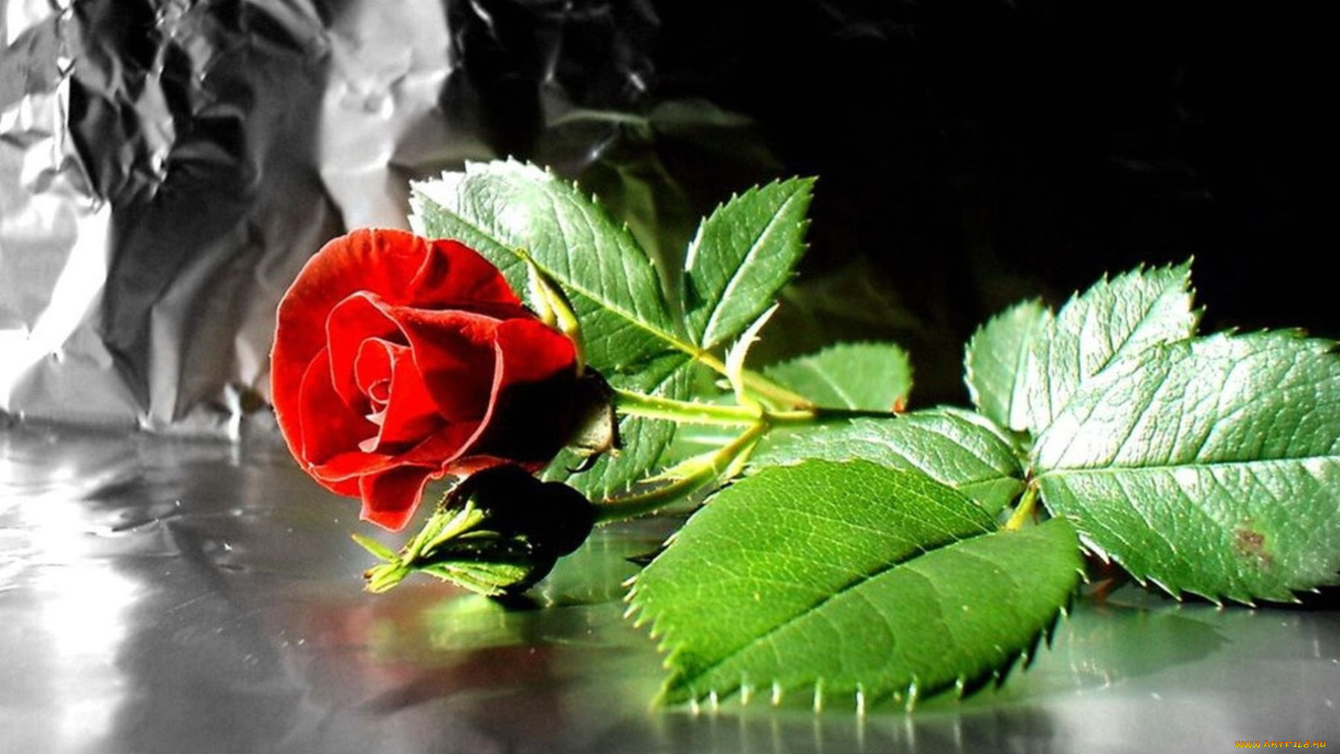 цветы, розы, фольга, красная, роза