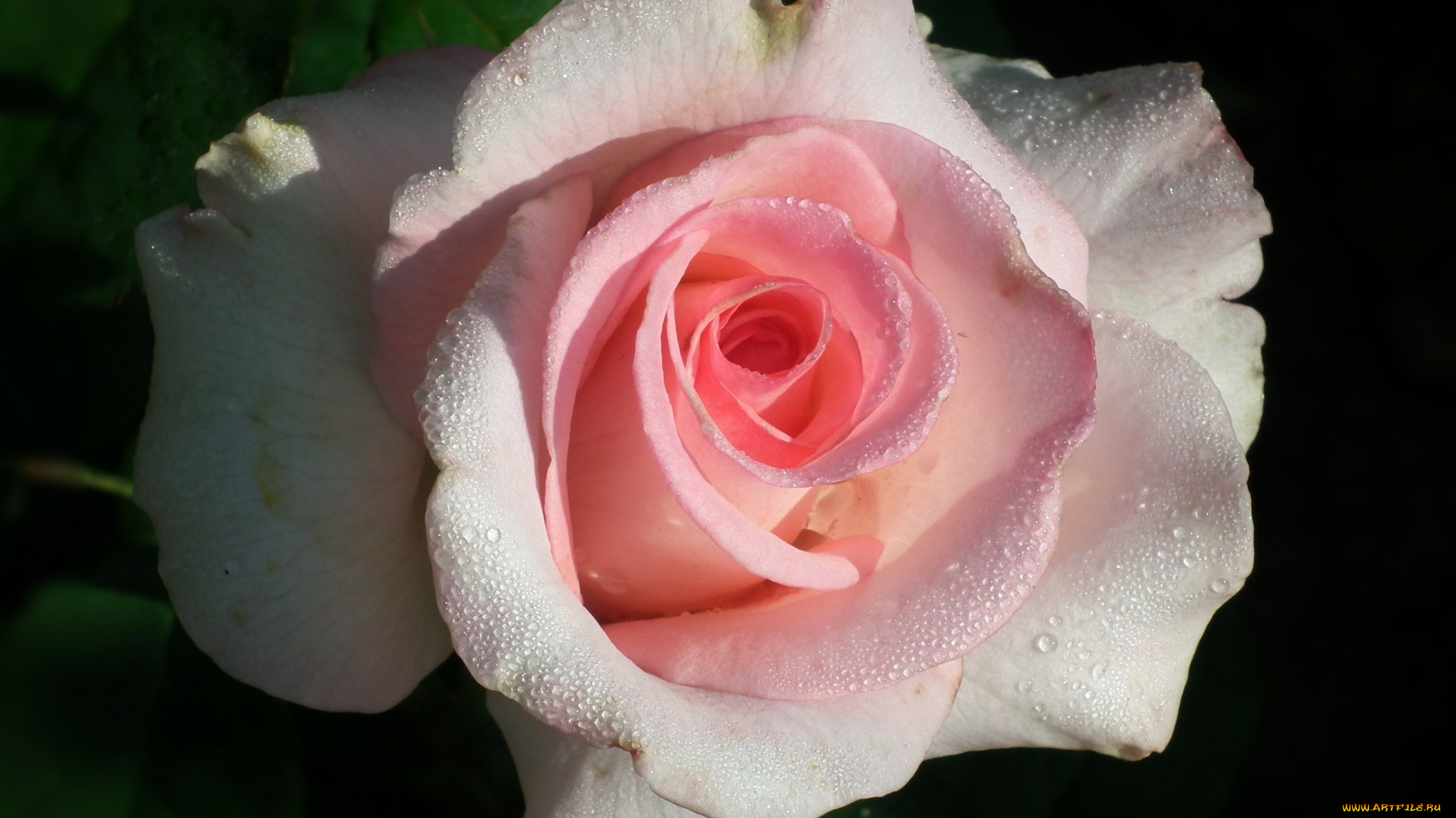 цветы, розы, капли, макро, бутон