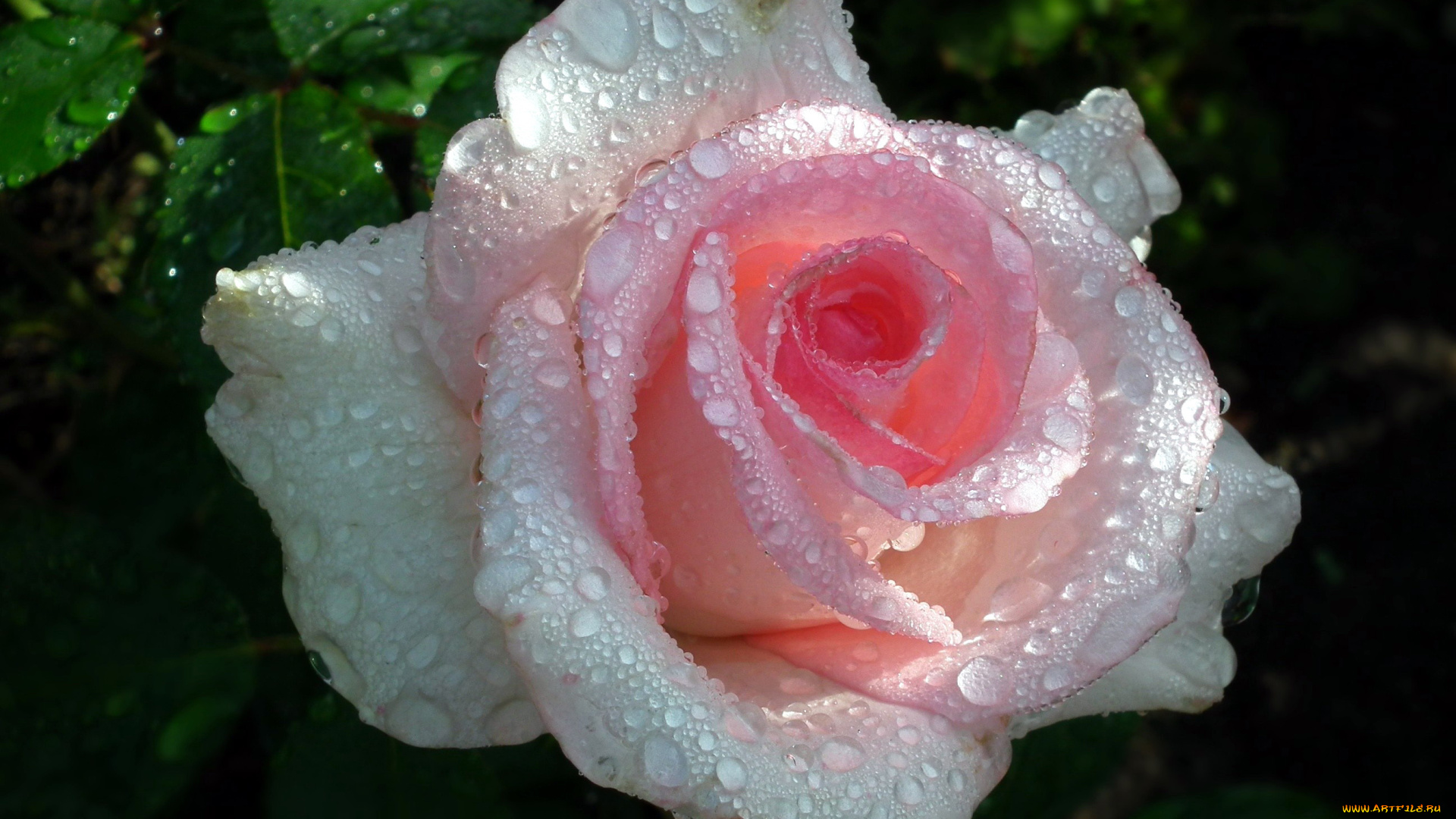 цветы, розы, капли, розовый