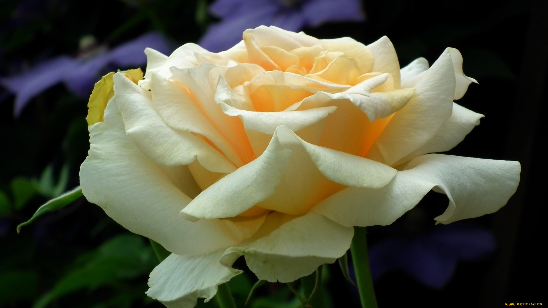 цветы, розы, макро