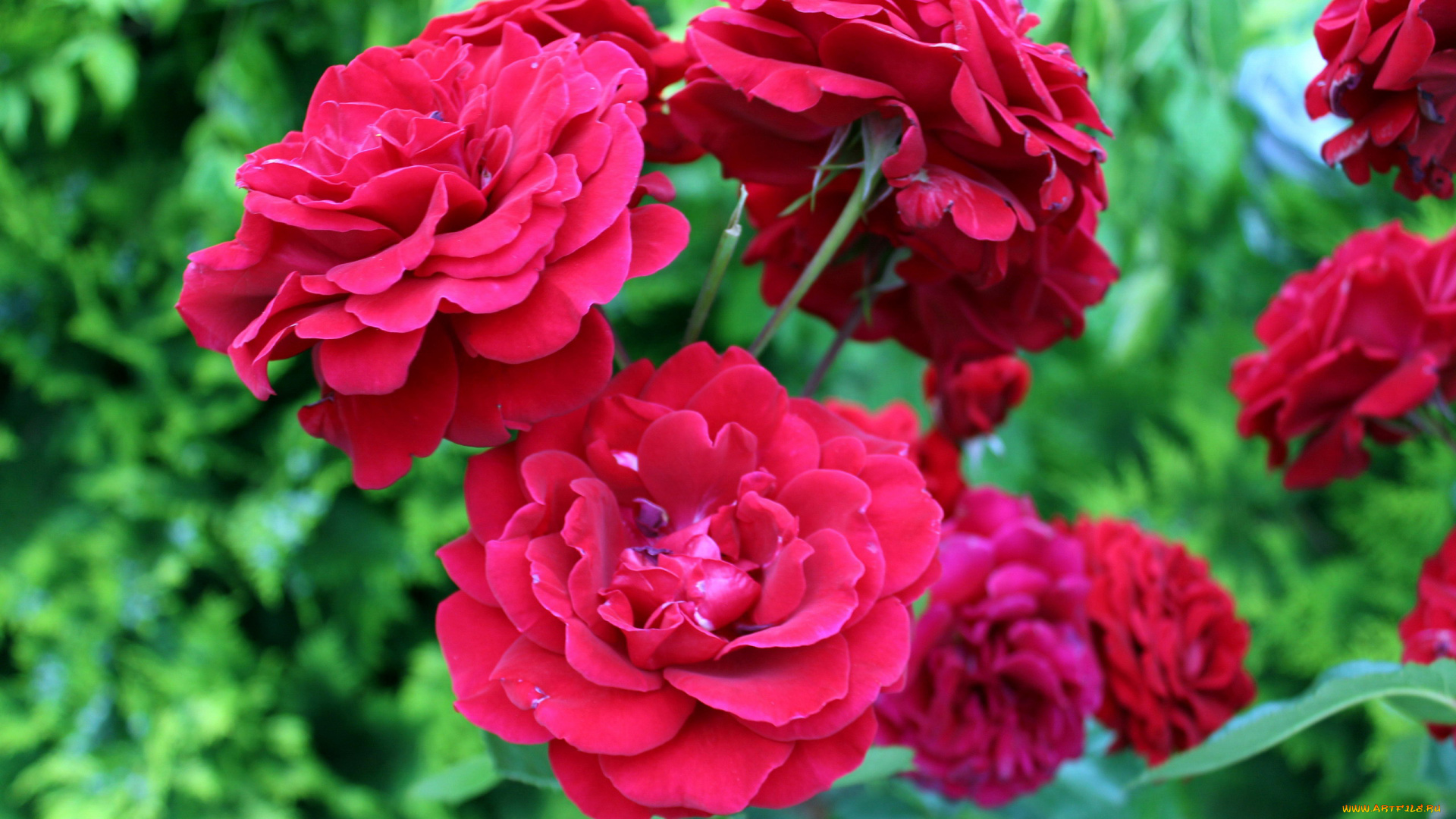 цветы, розы, розовый