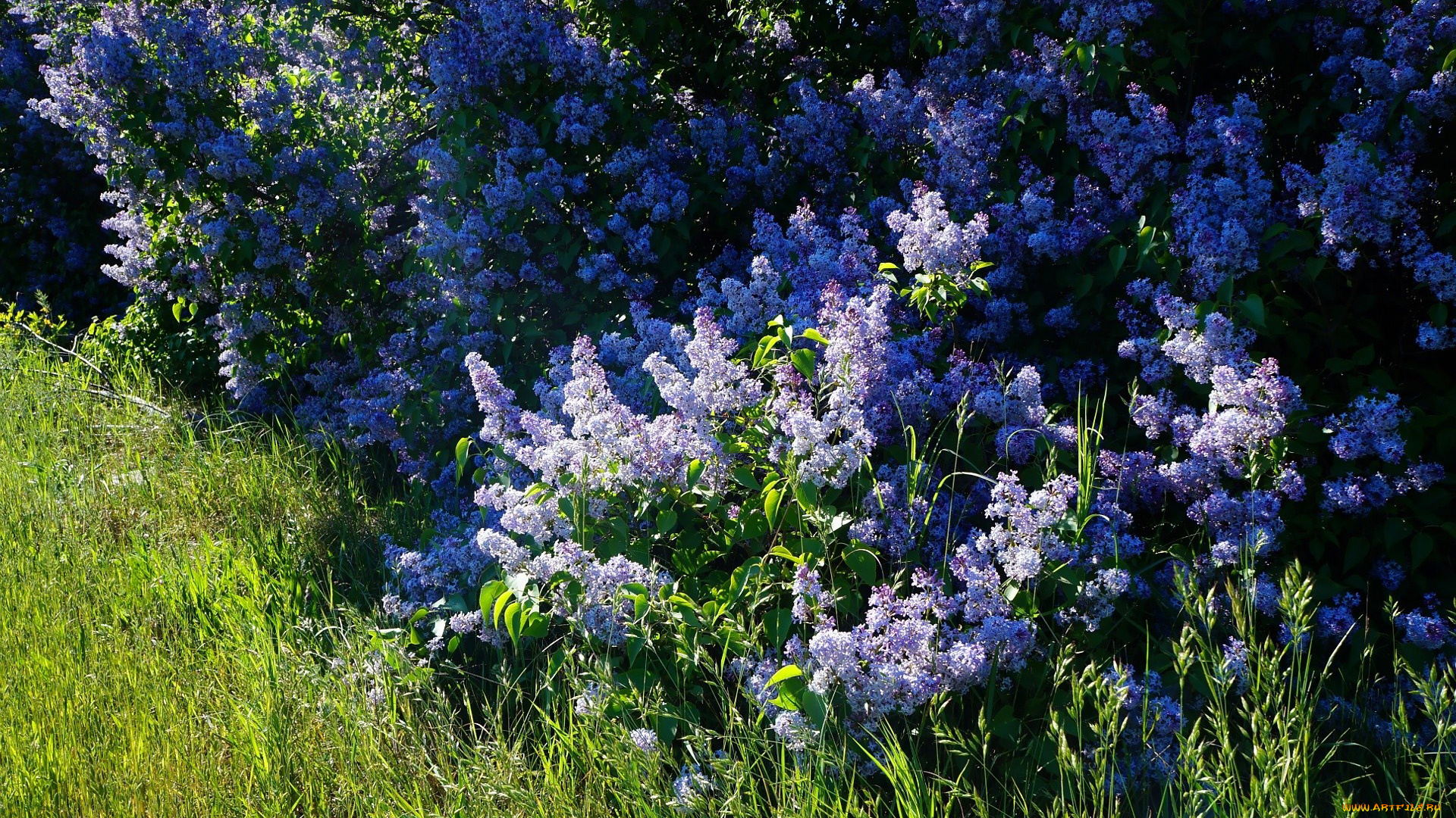 цветы, сирень, куст