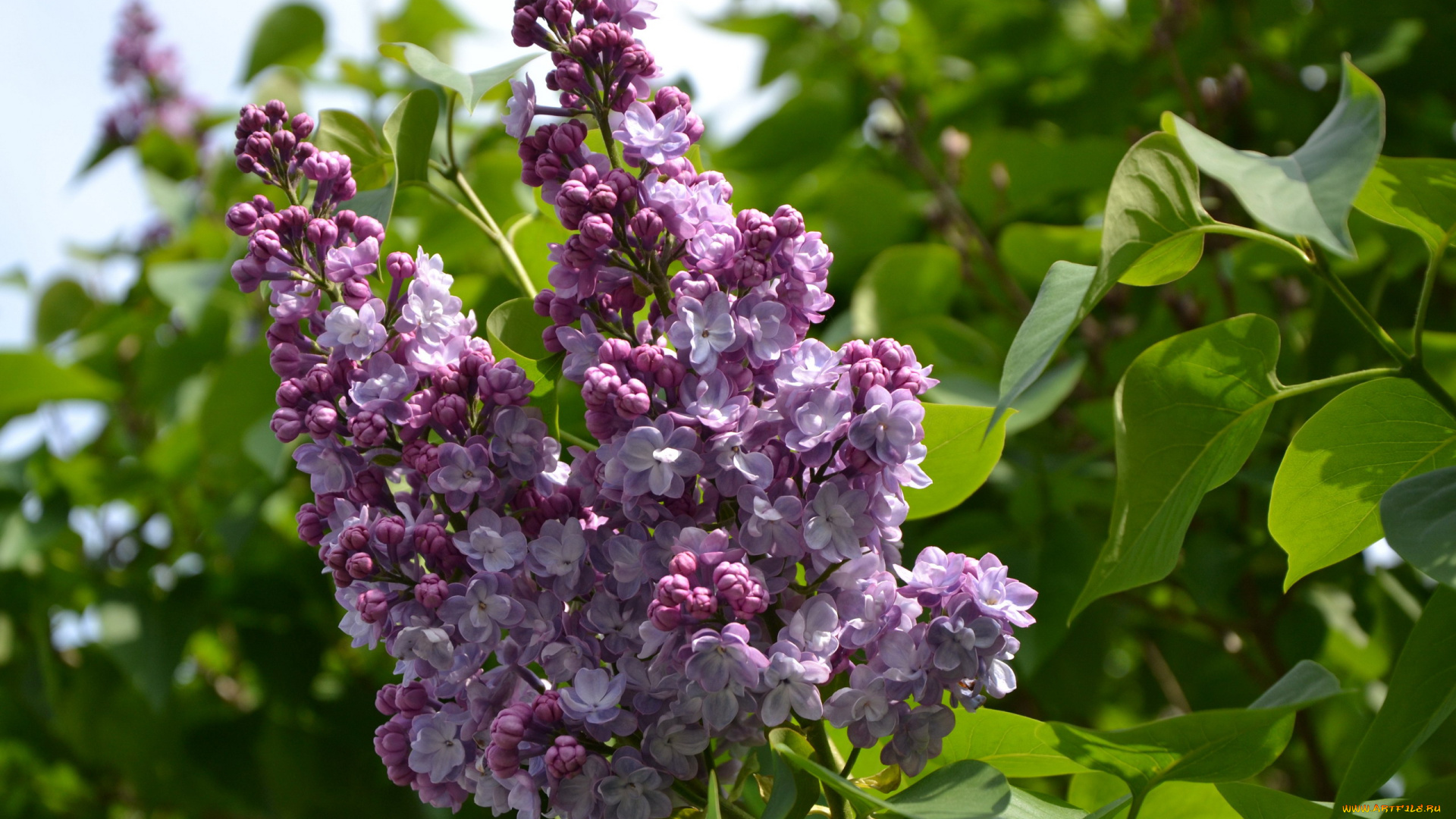 цветы, сирень, ветка