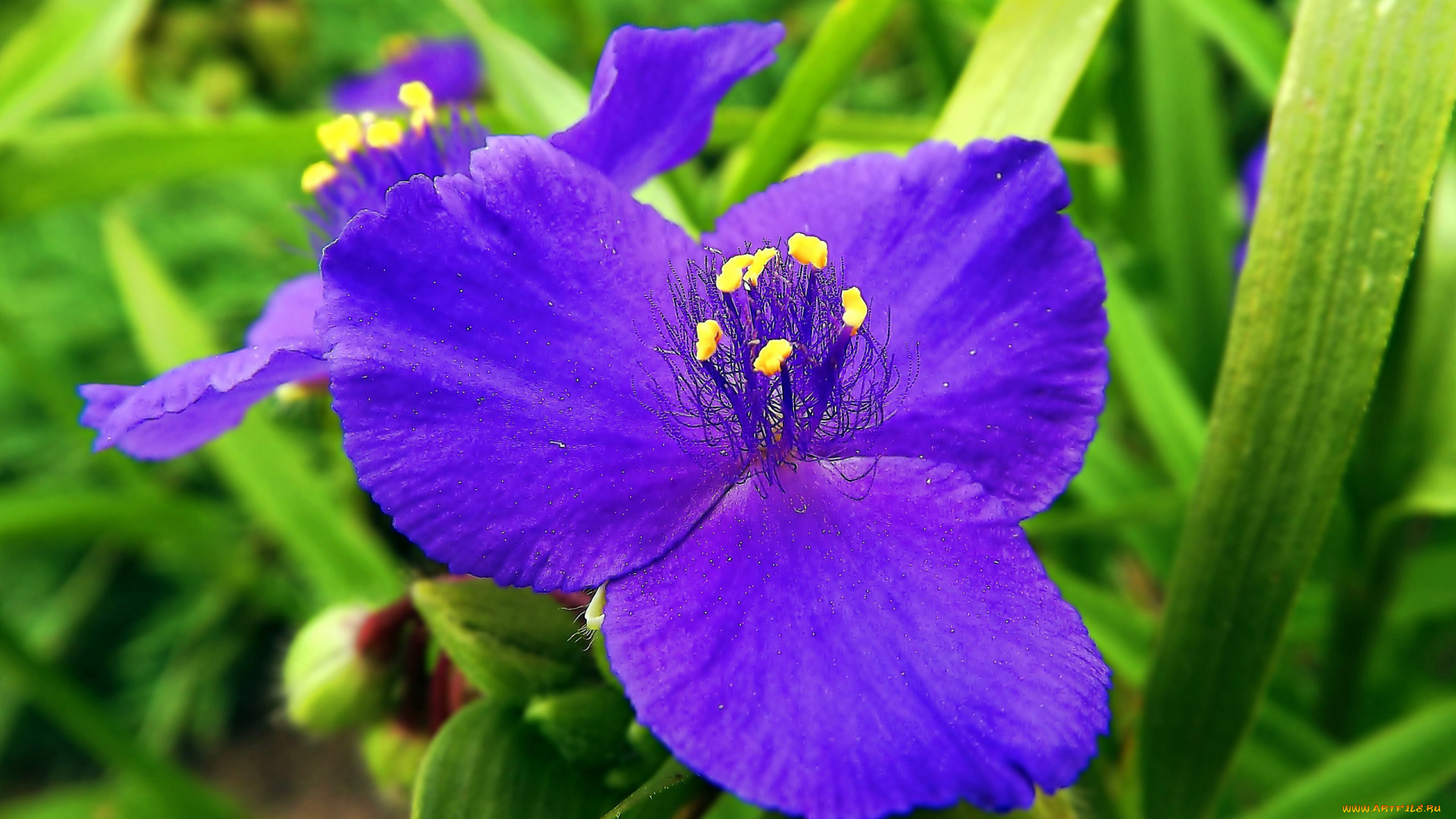 цветы, традесканции, лиловый