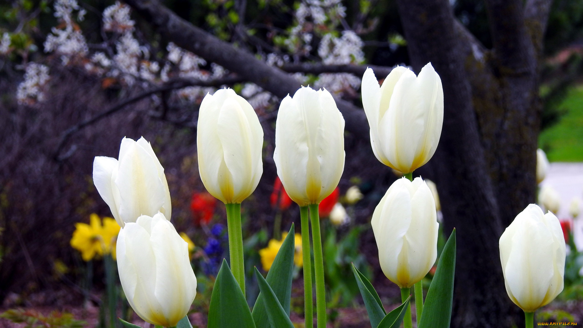 цветы, тюльпаны, белый, бутоны