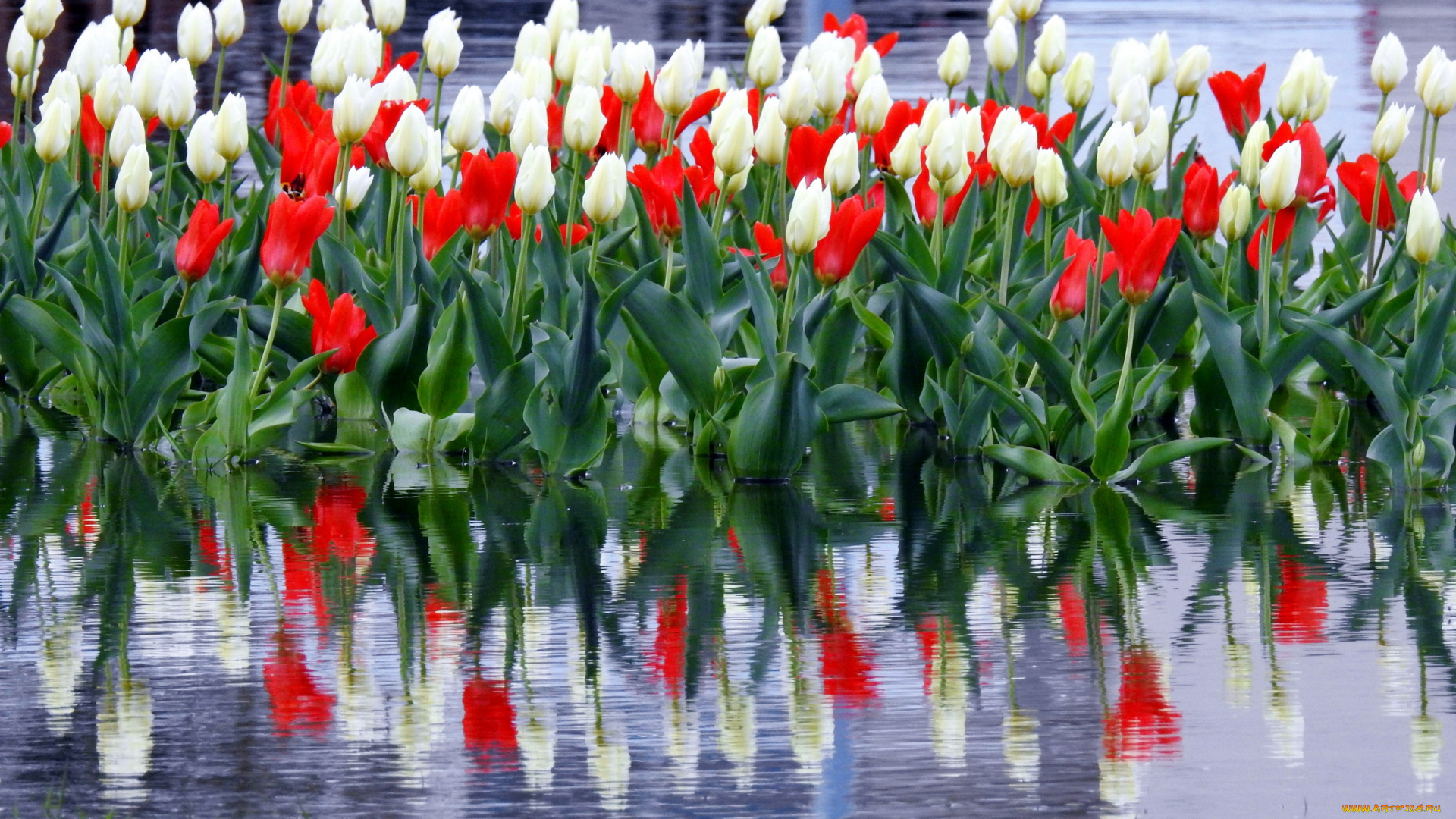 цветы, тюльпаны, белый, красный, бутоны, вода, отражение