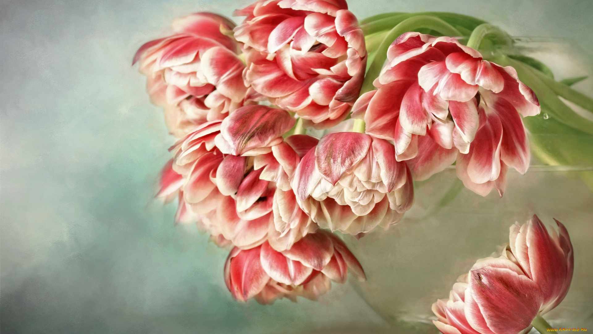 цветы, тюльпаны, букет, красные