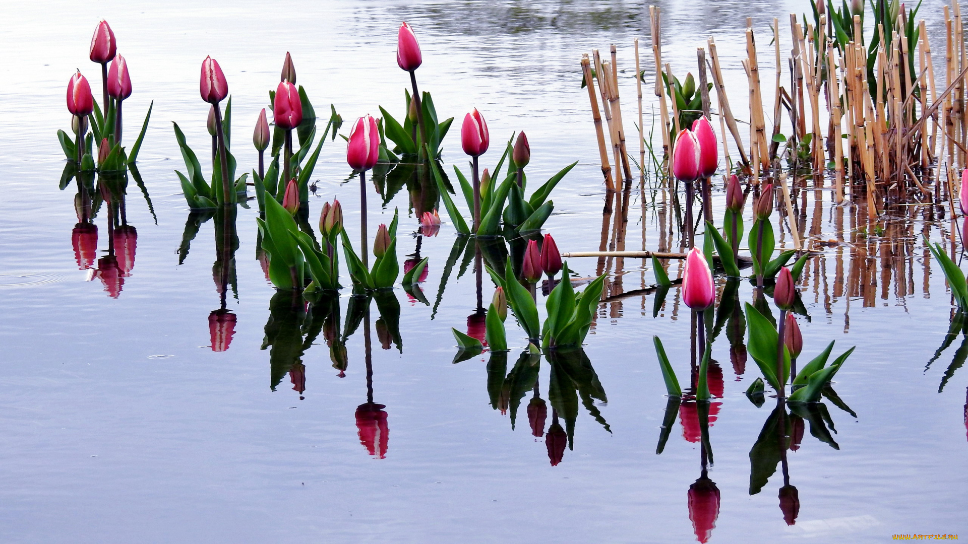 цветы, тюльпаны, бутоны, вода