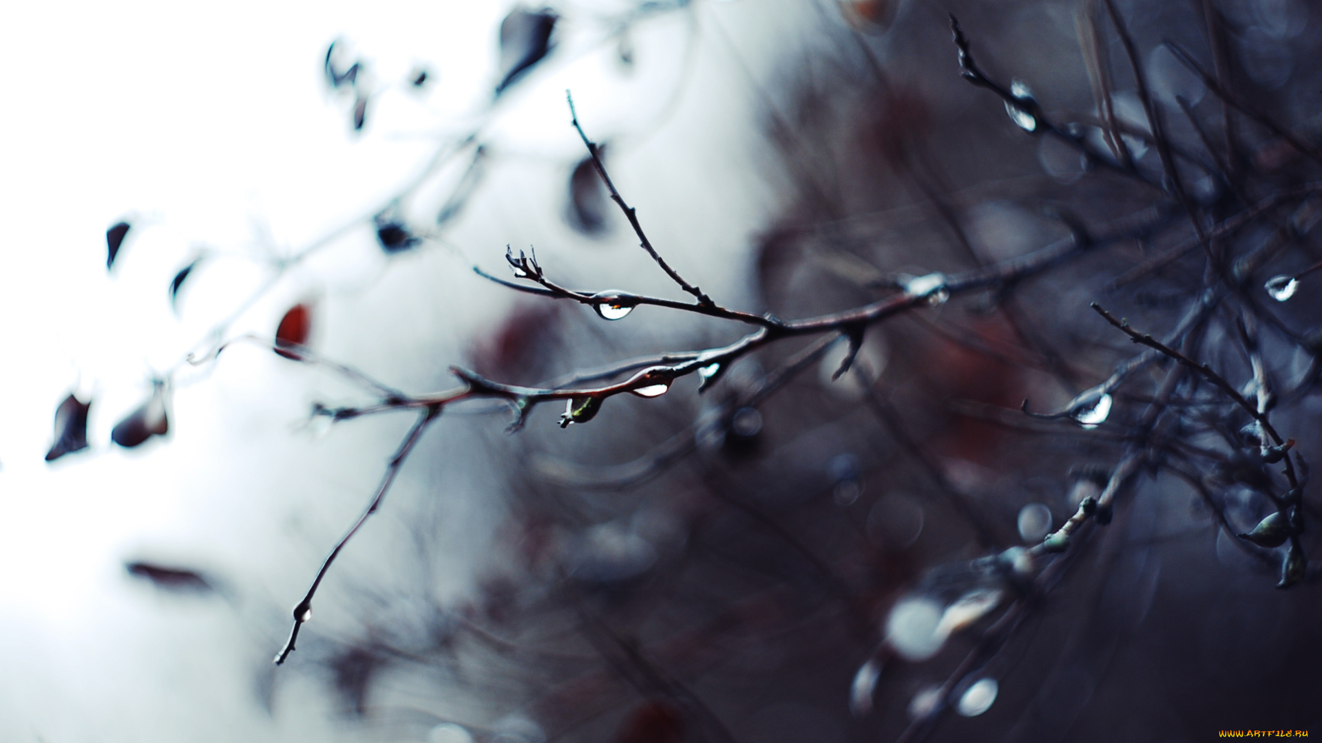 природа, деревья, дождь, капли, ветки, осень