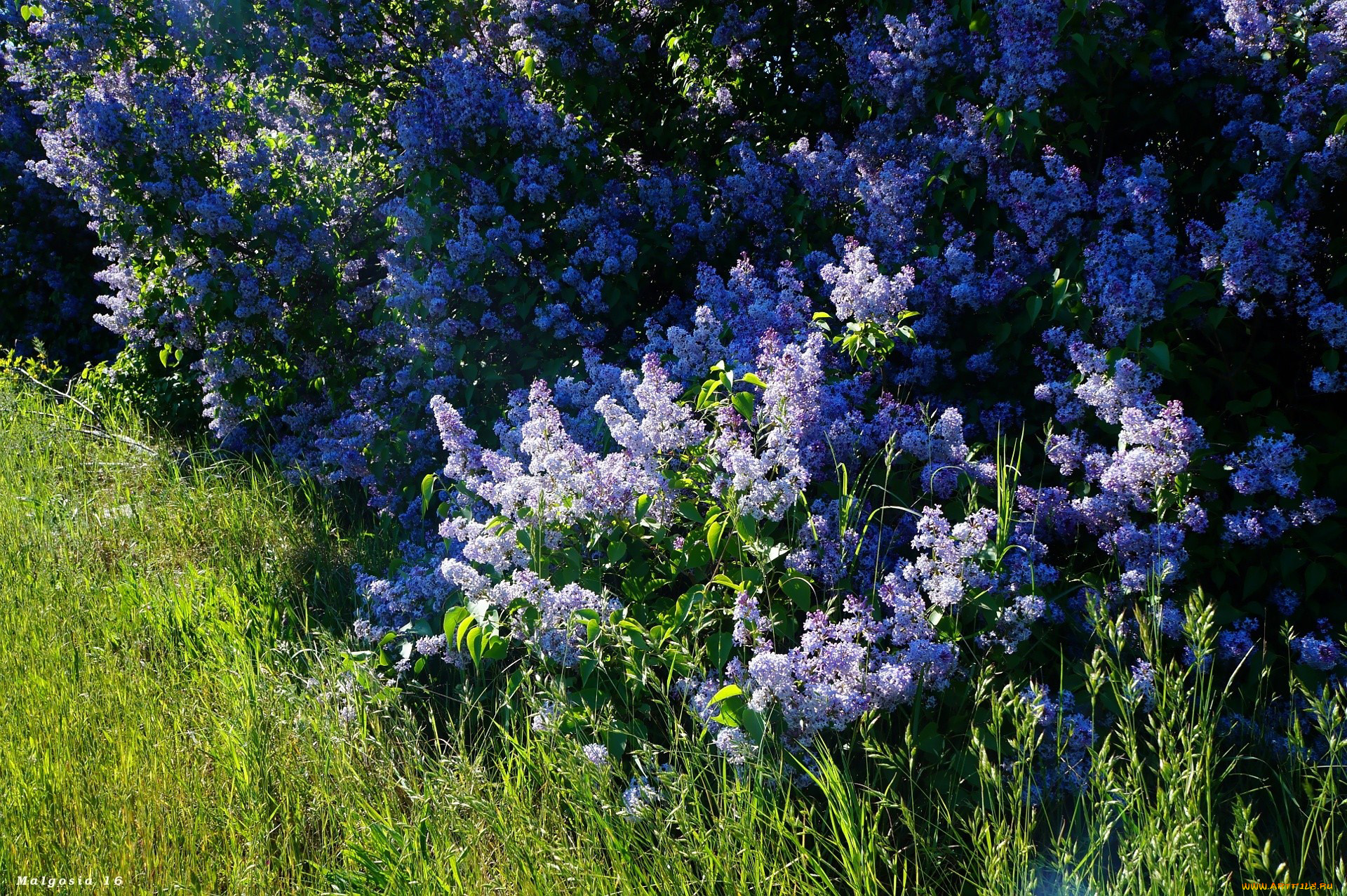 цветы, сирень, куст