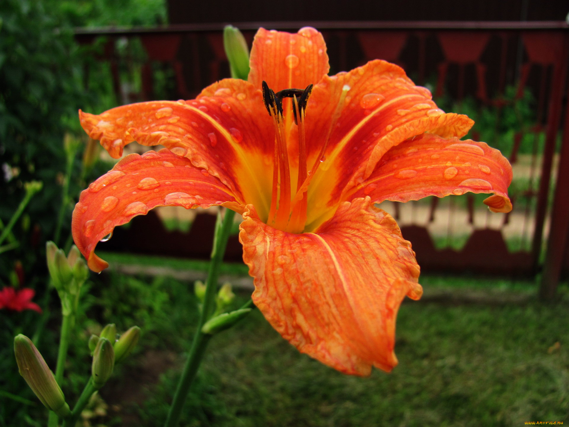 цветы, лилии, , лилейники, капли, лилейник