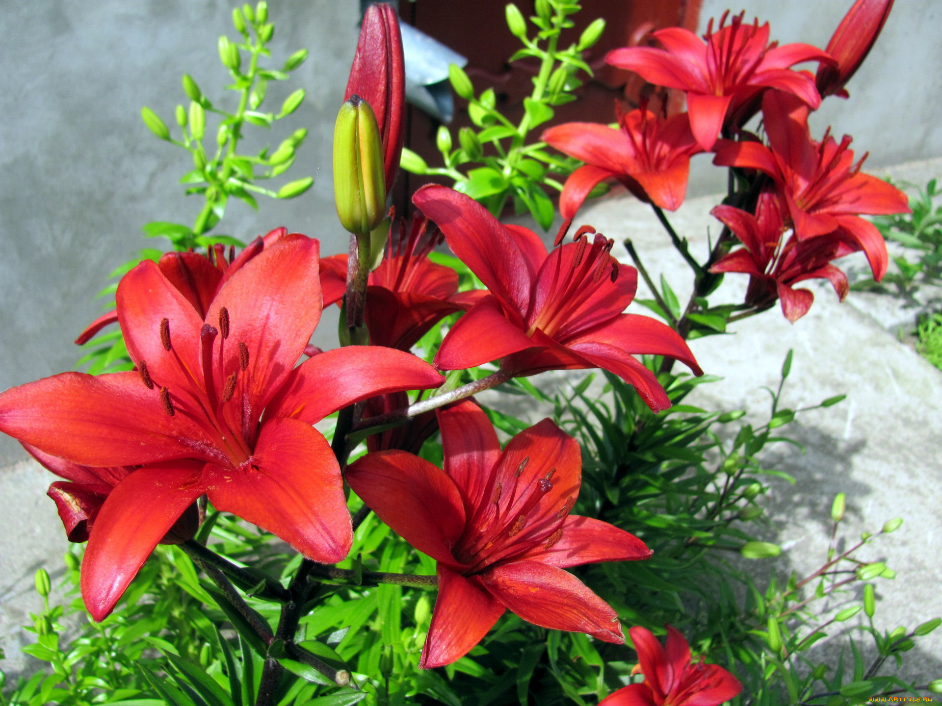 цветы, лилии, , лилейники, красный