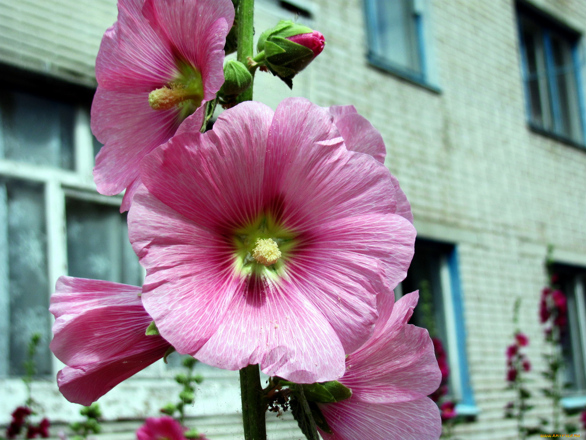 цветы, мальвы, розовый