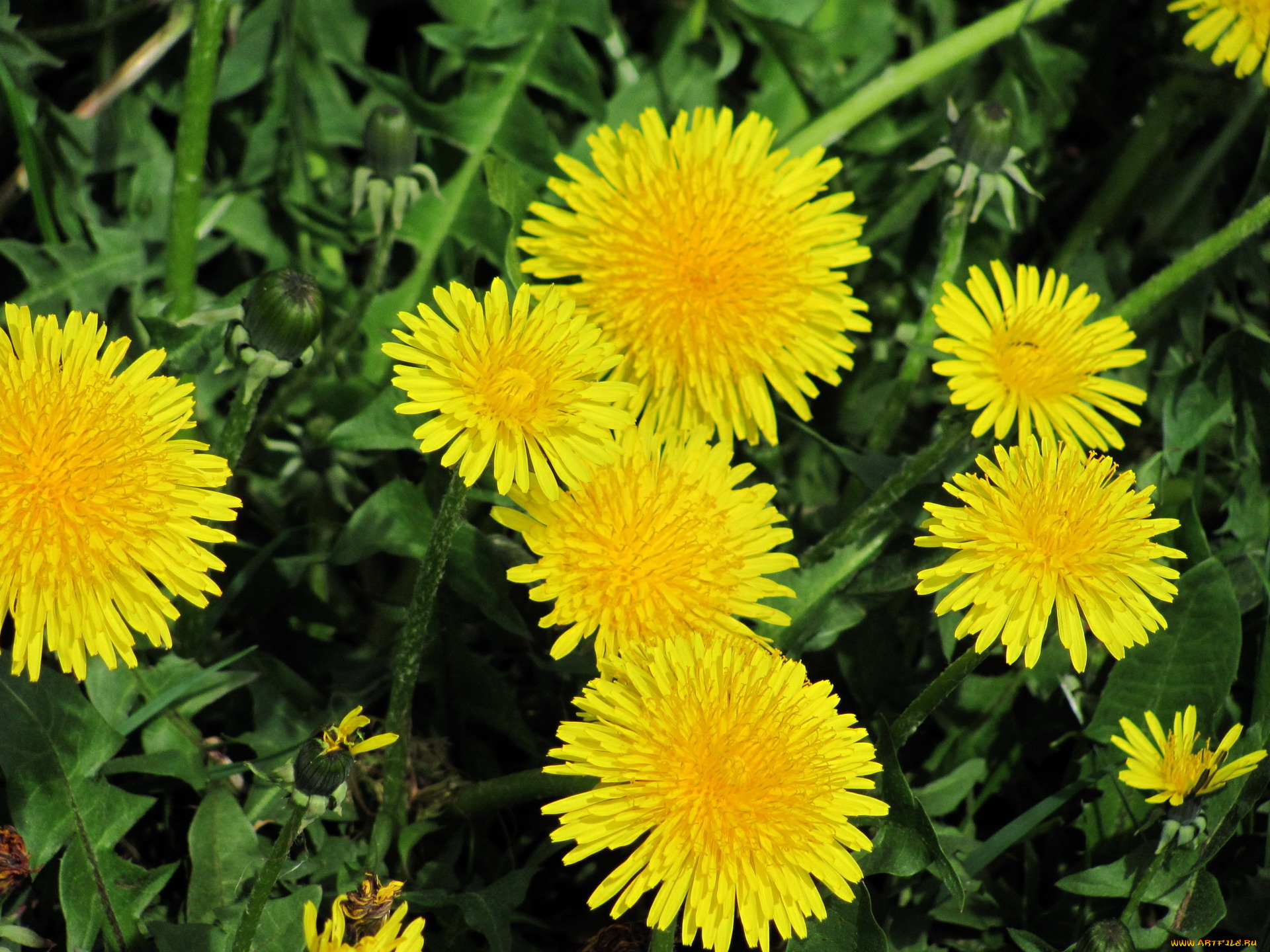 цветы, одуванчики, желтый