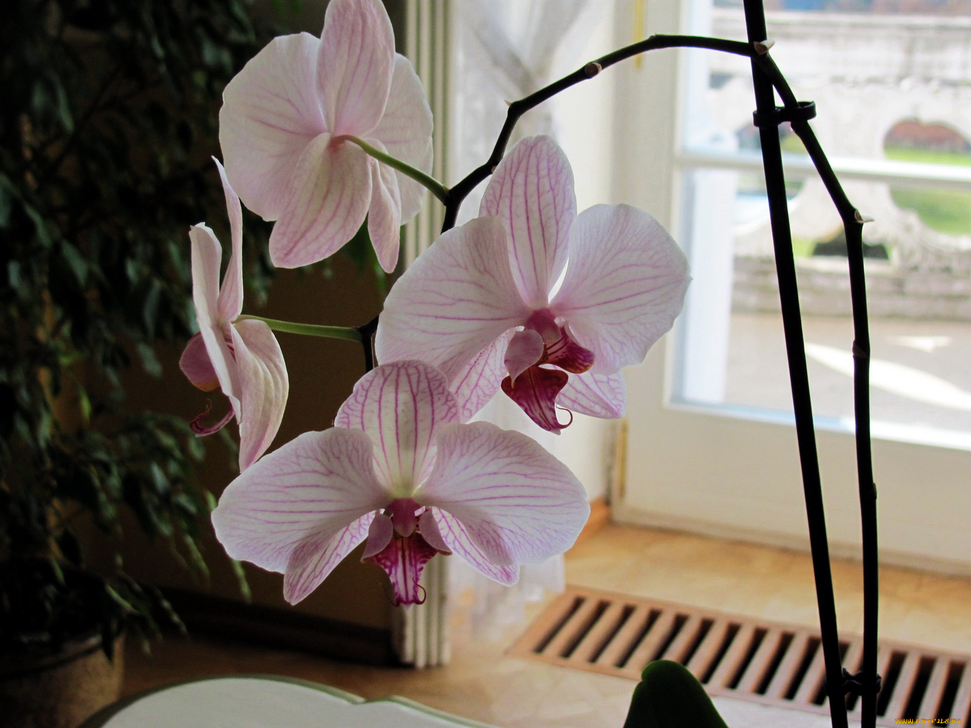 цветы, орхидеи, экзотика