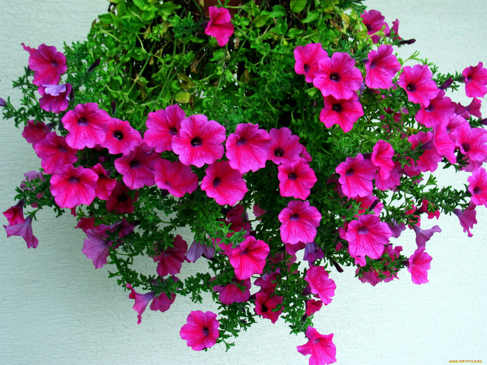 цветы, петунии, , калибрахоа, розовый