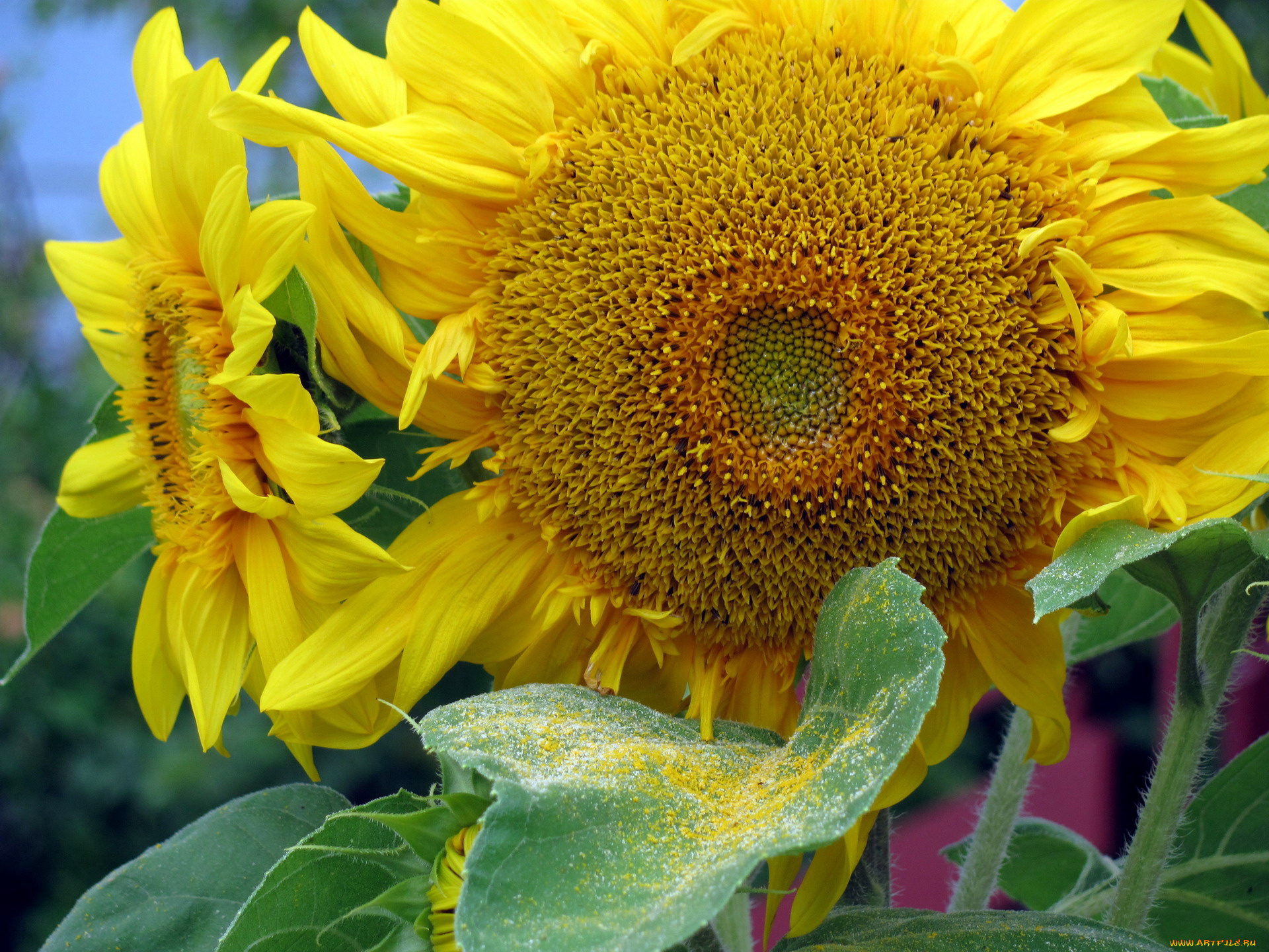 цветы, подсолнухи, солнечный