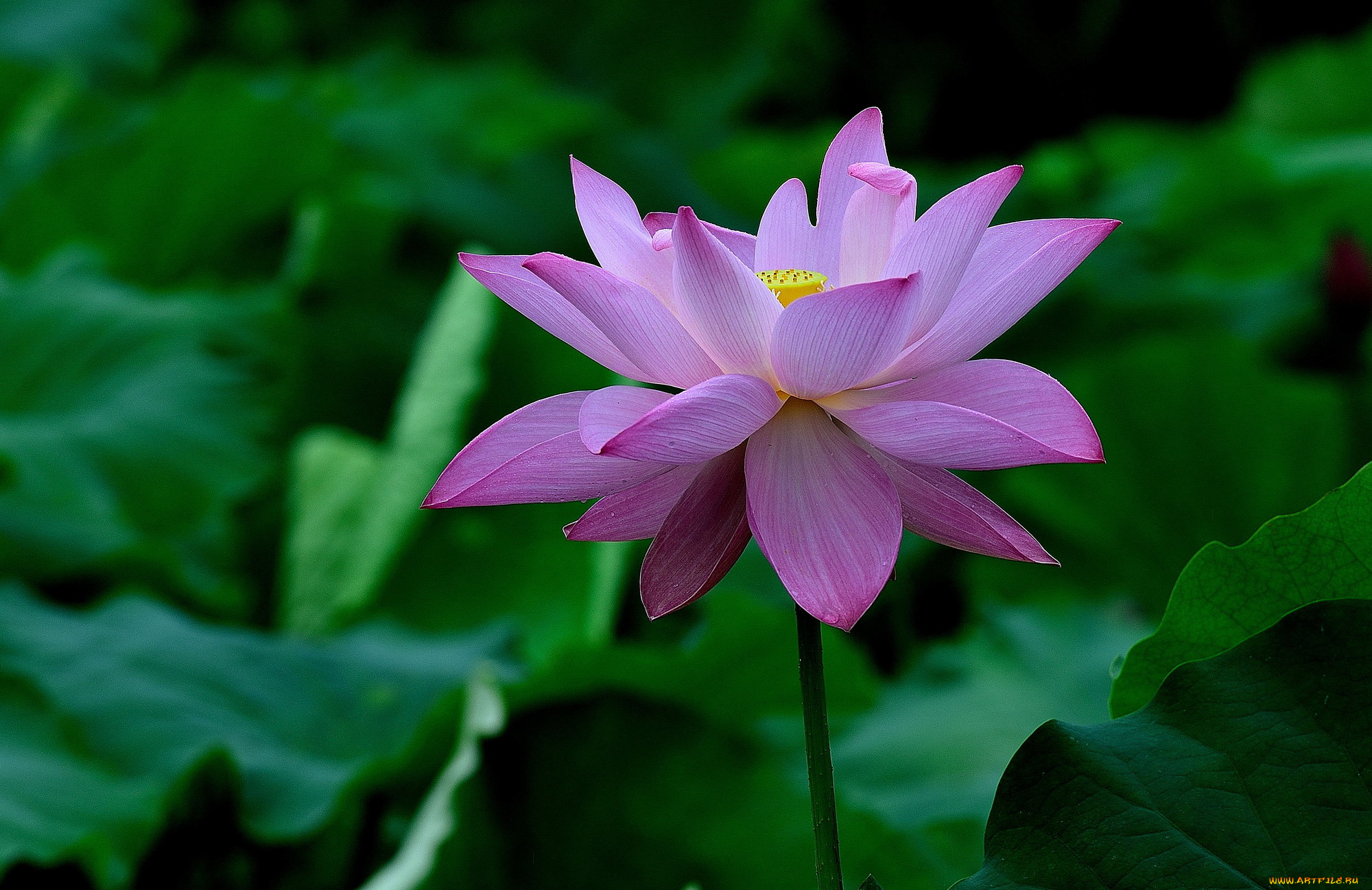 цветы, лотосы, лепестки, фон