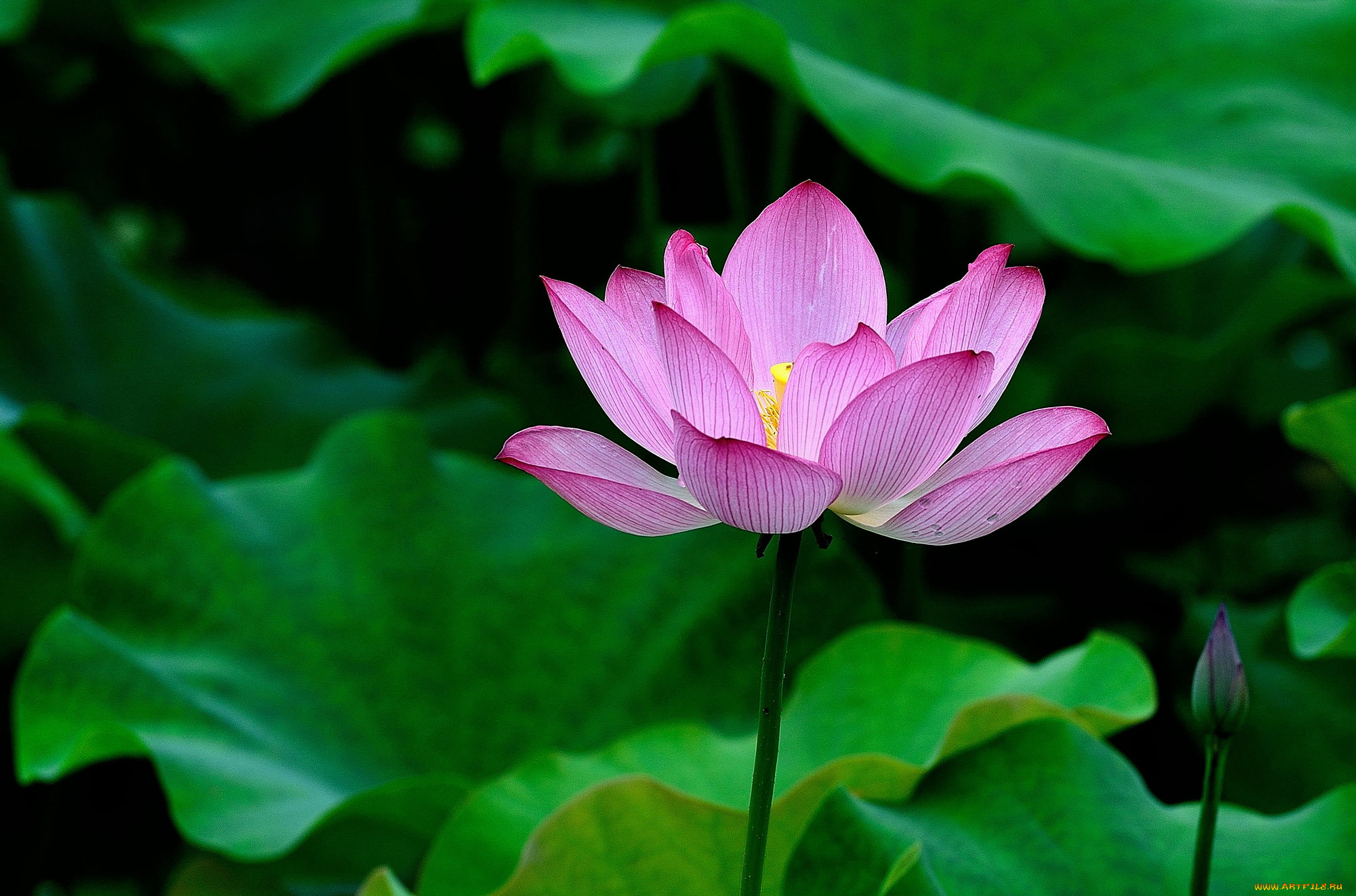 цветы, лотосы, фон, лепестки