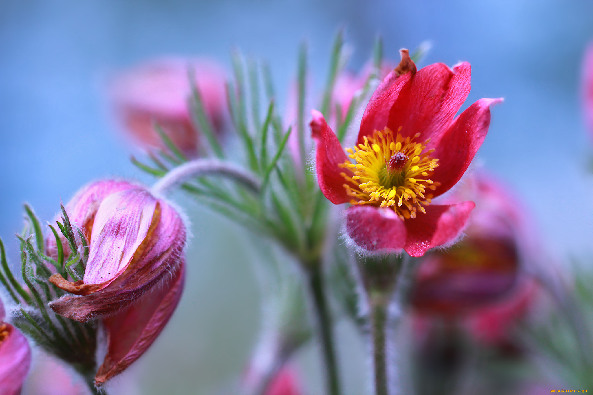 цветы, анемоны, , сон-трава, сон-трава