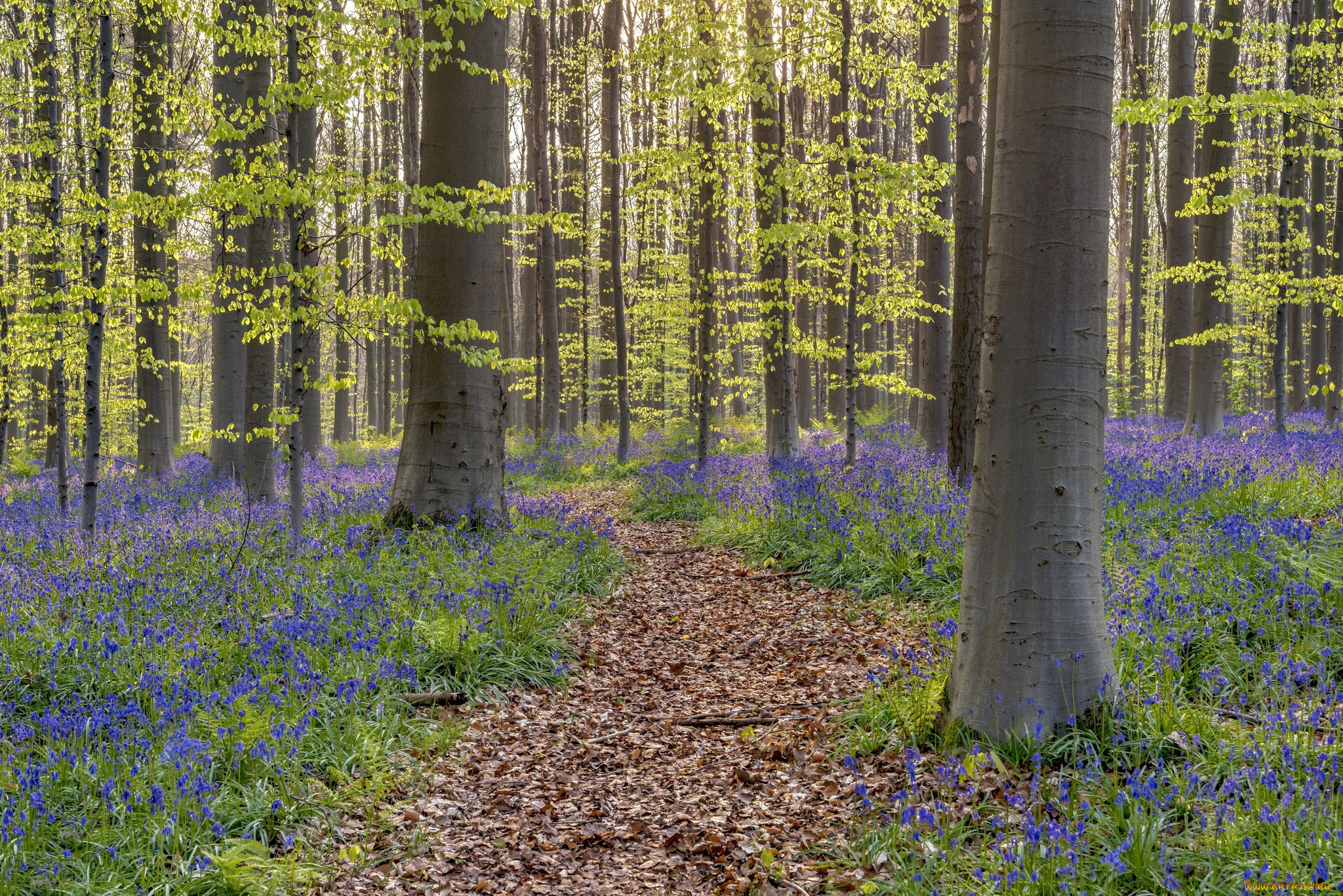 природа, лес, цветы, тропинка