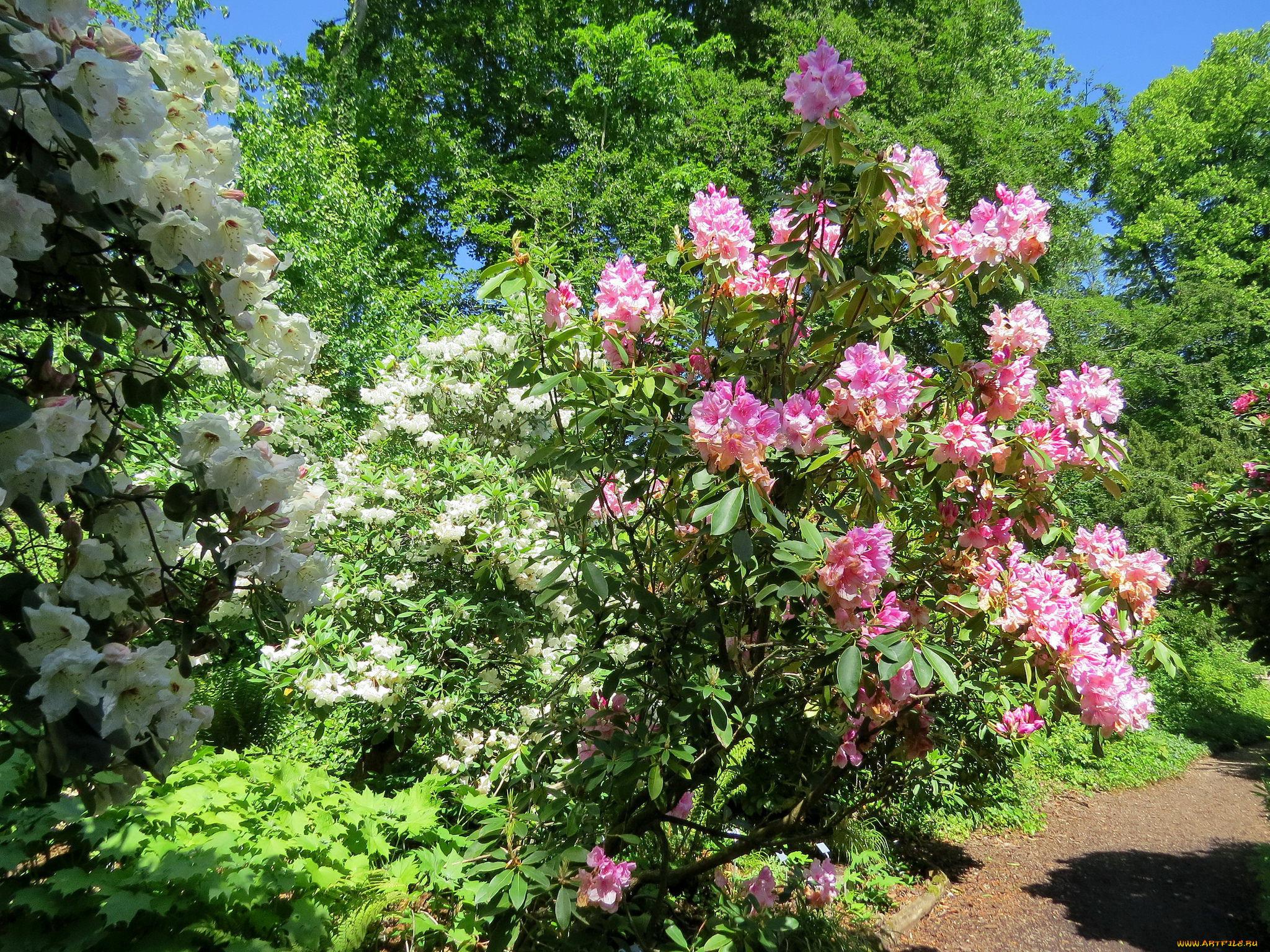 цветы, цветущие, деревья, , , кустарники, кусты, сад
