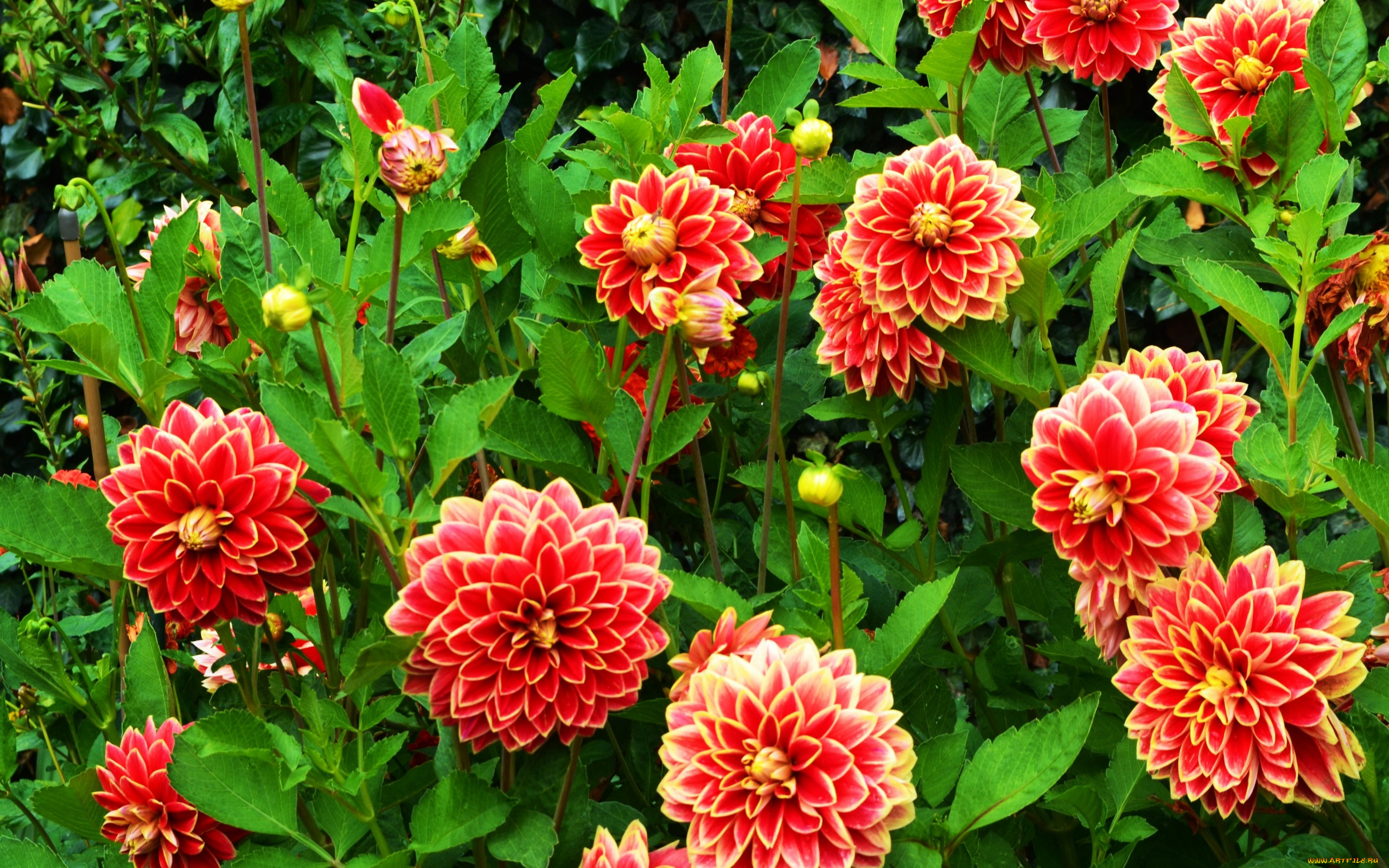 цветы, георгины, много