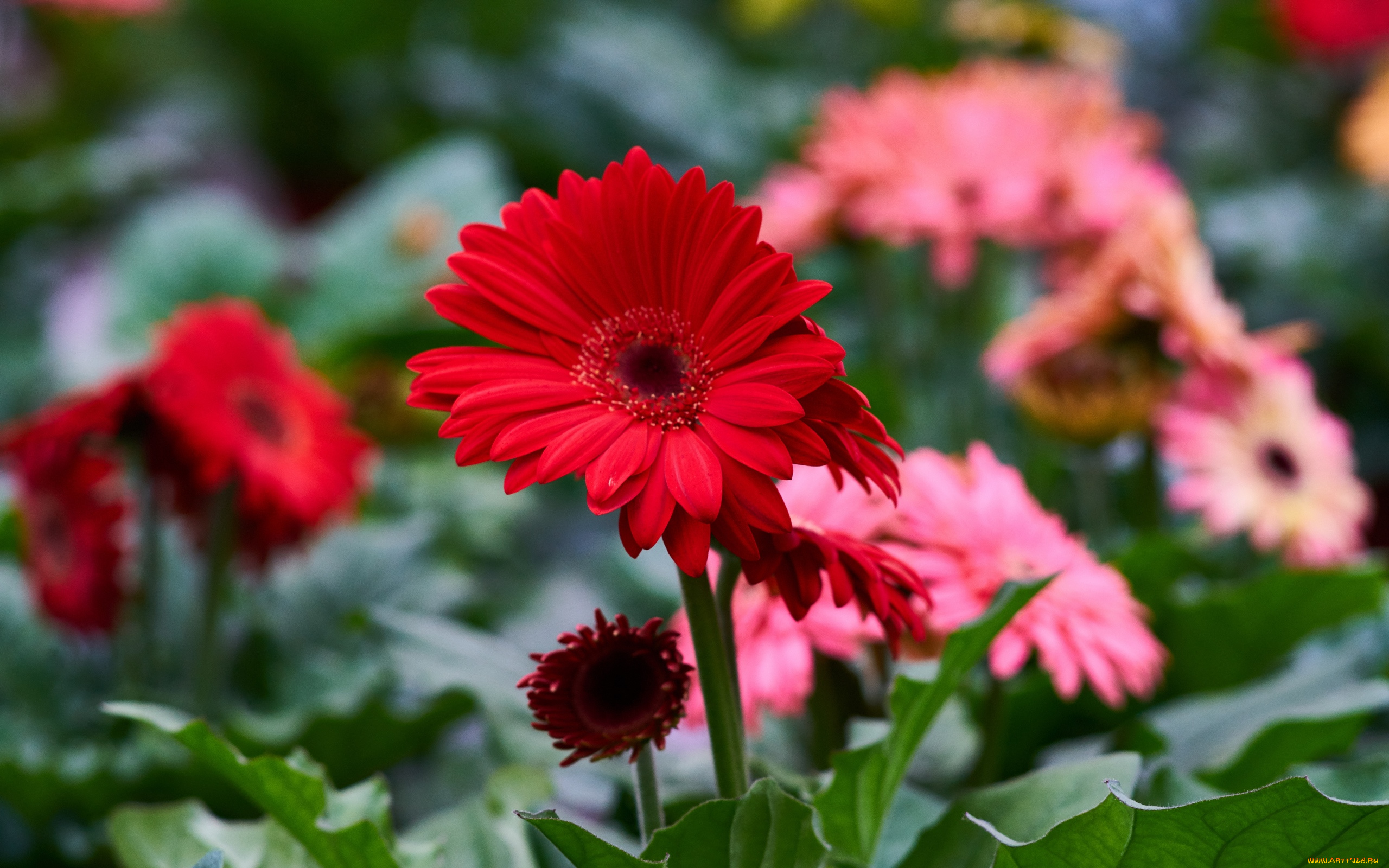цветы, герберы, алый