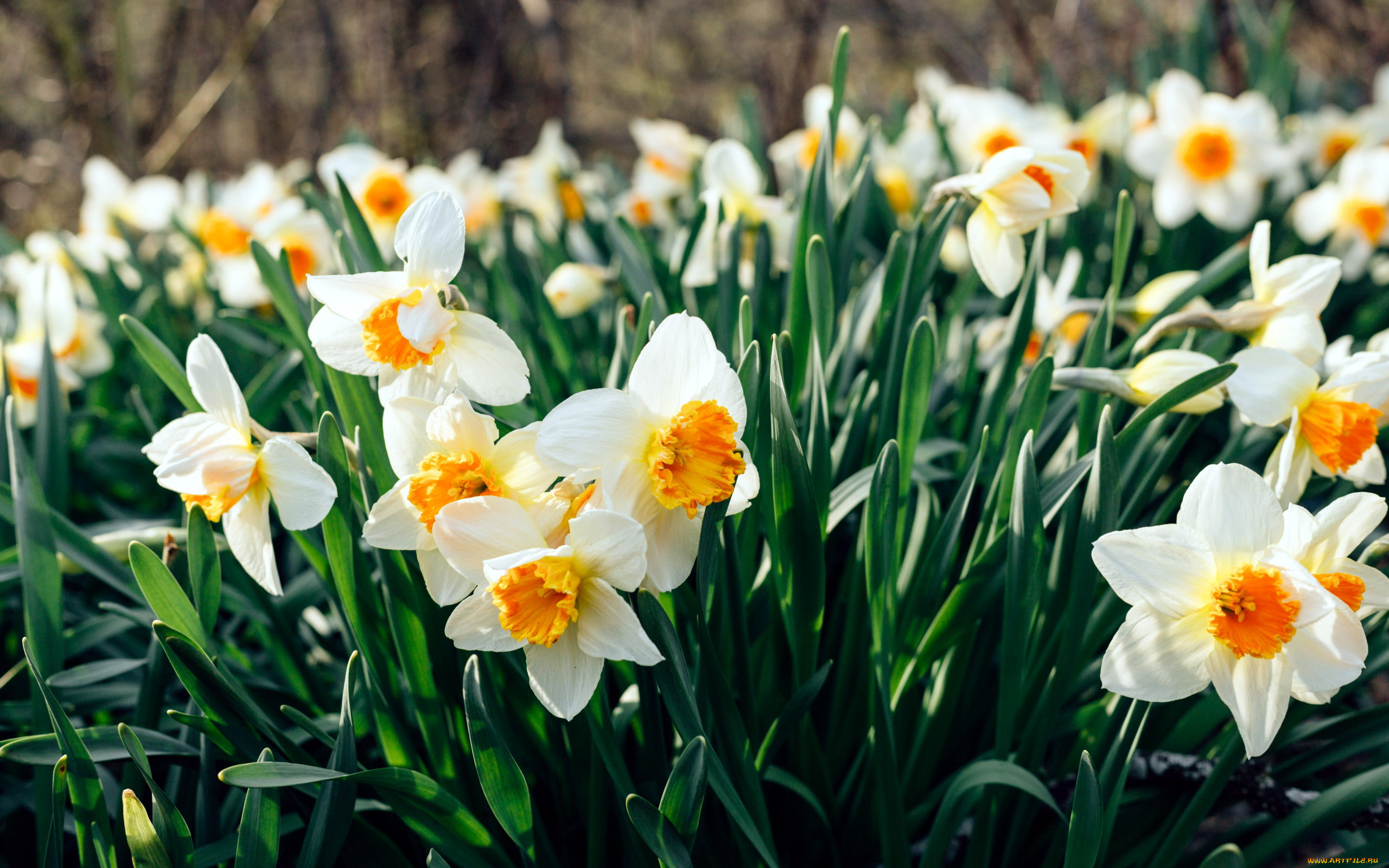 цветы, нарциссы, много