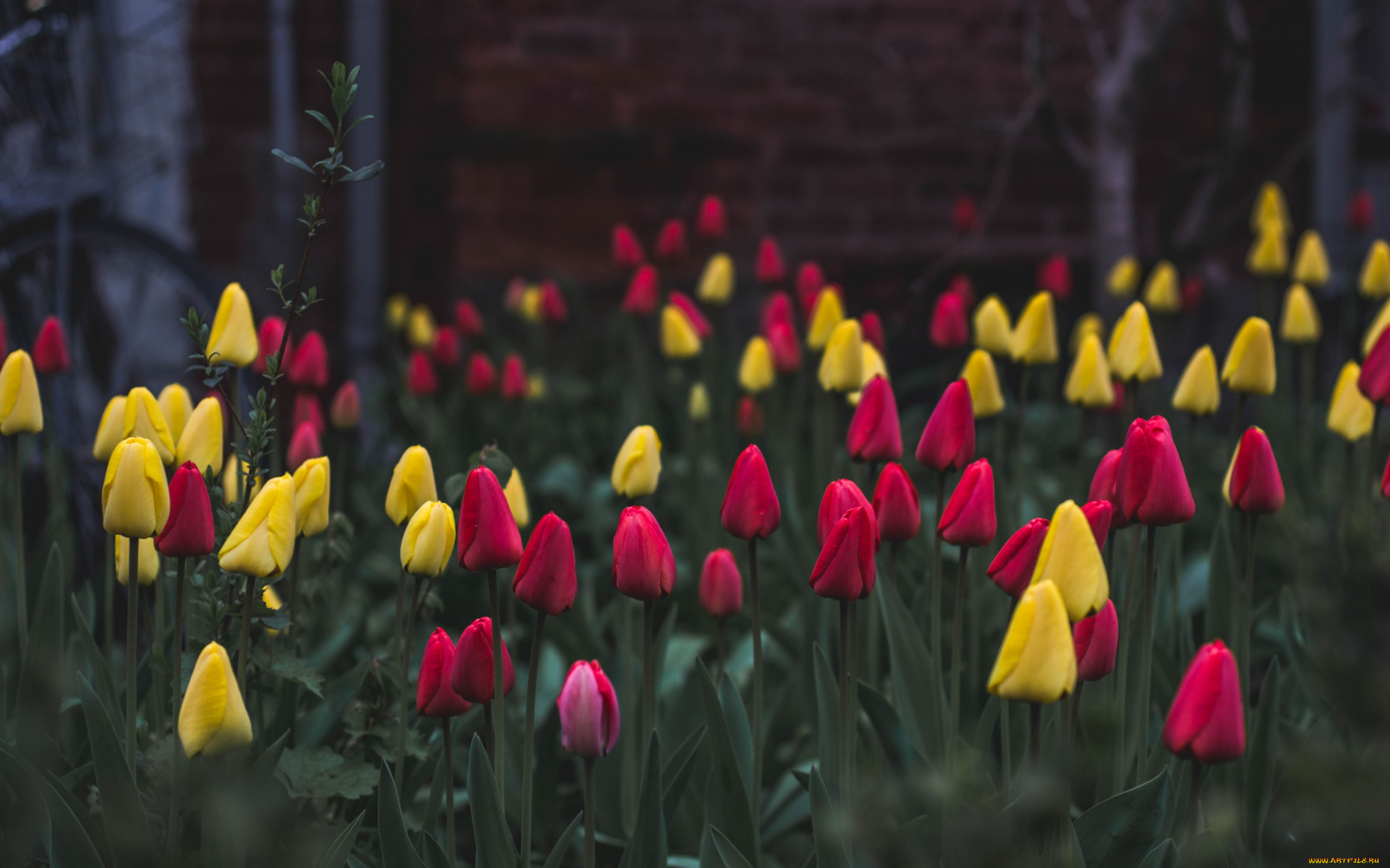 цветы, тюльпаны, бутоны
