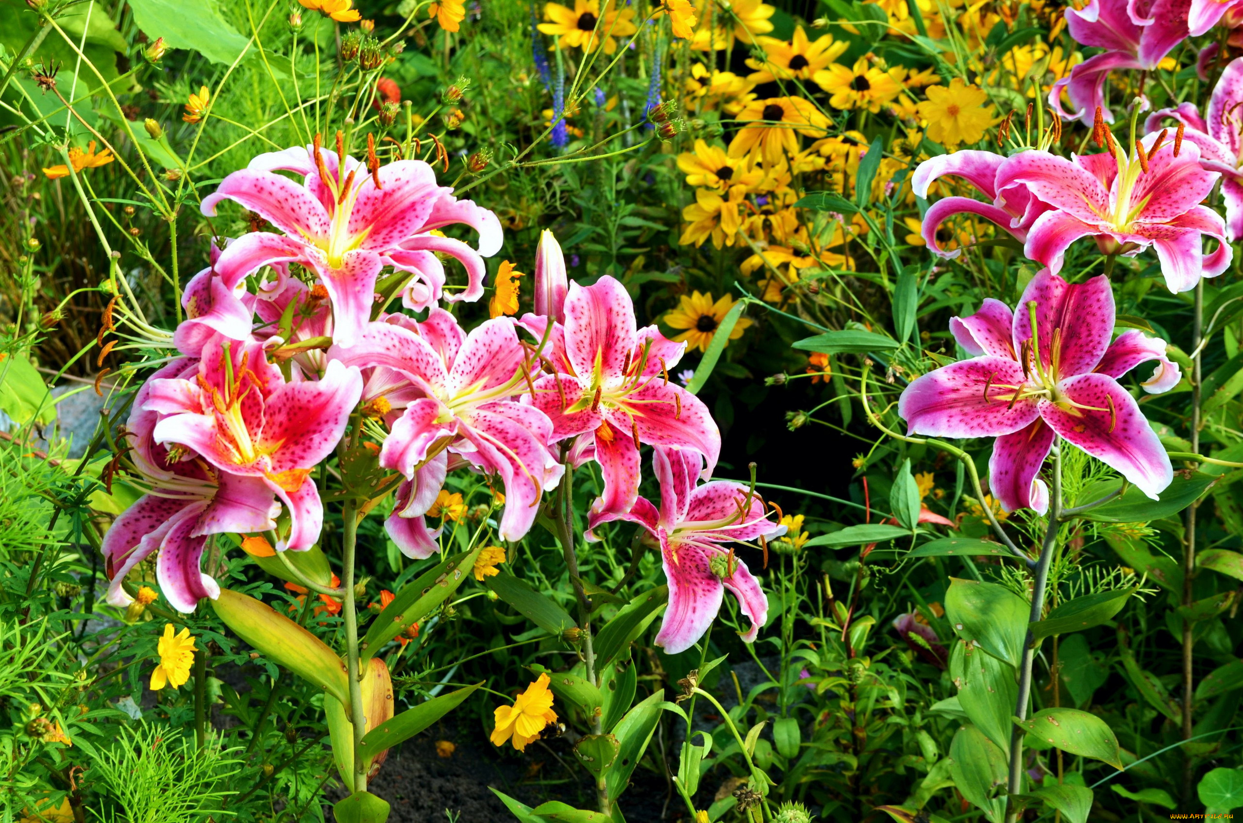цветы, разные, вместе, рудбекия, лилии