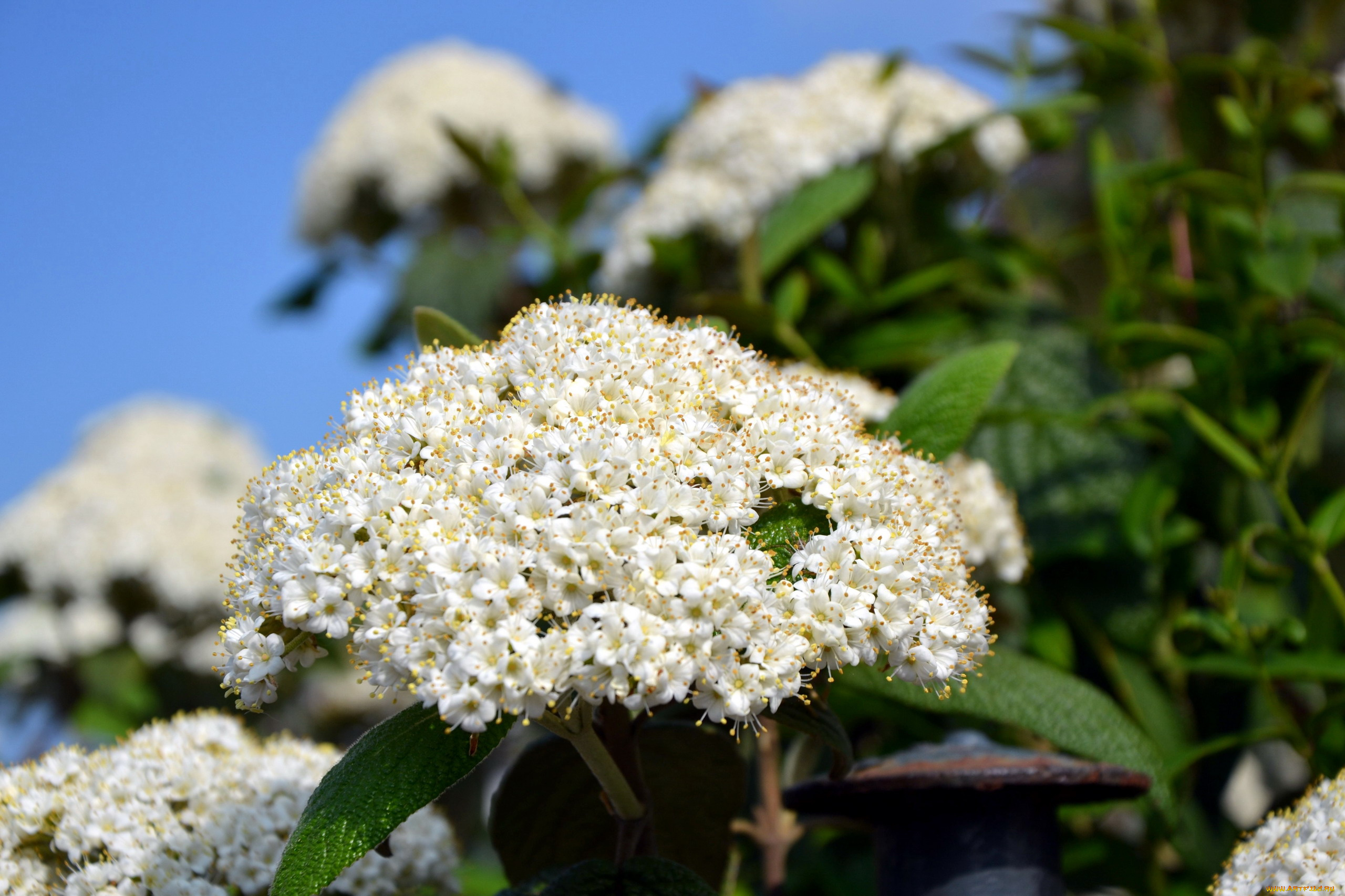 цветы, цветущие, деревья, , , кустарники, калина