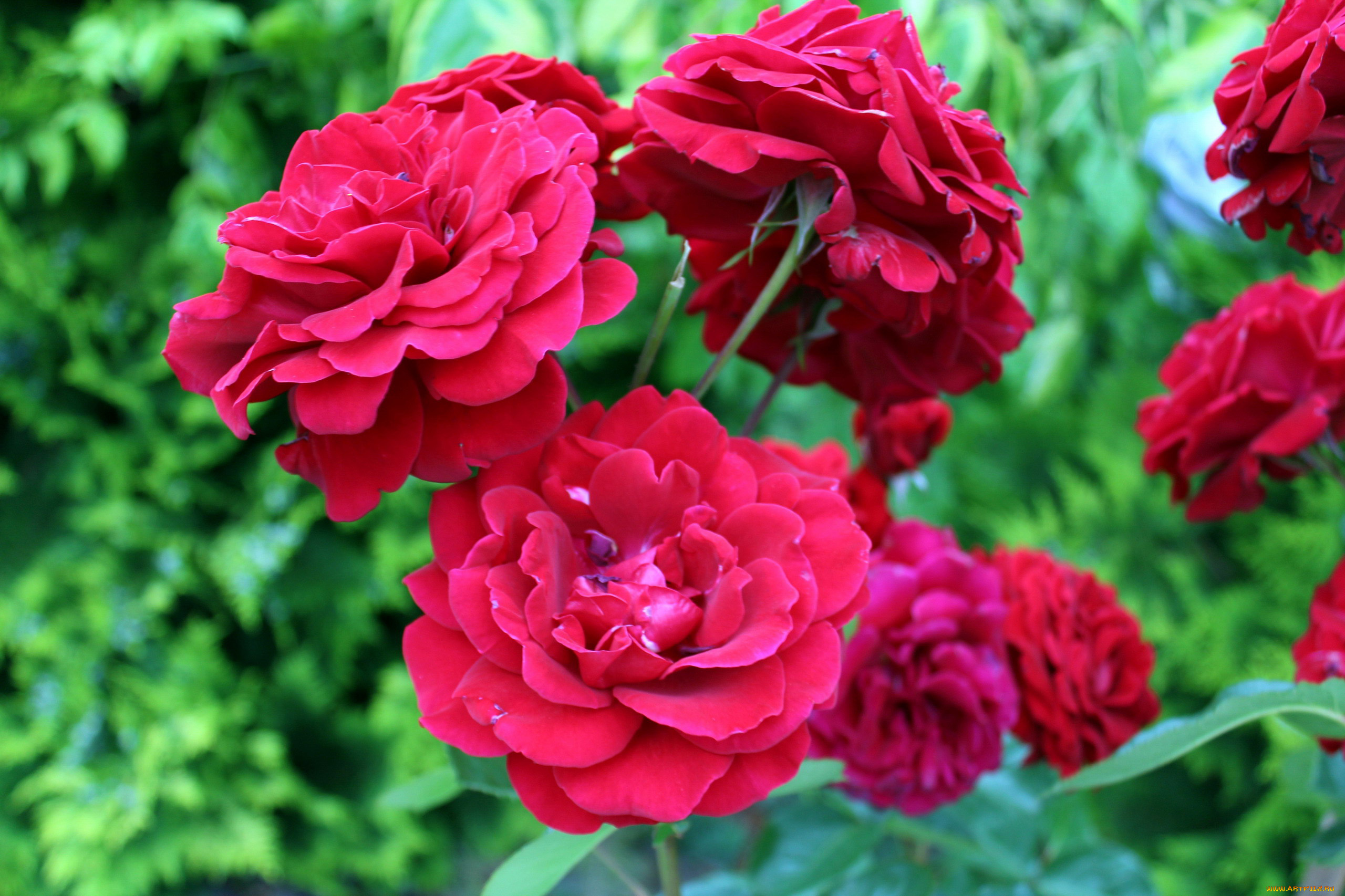 цветы, розы, розовый