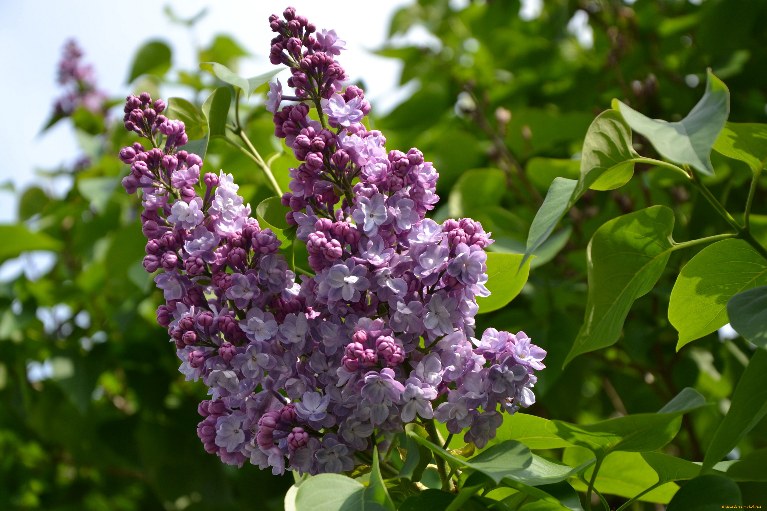 цветы, сирень, ветка