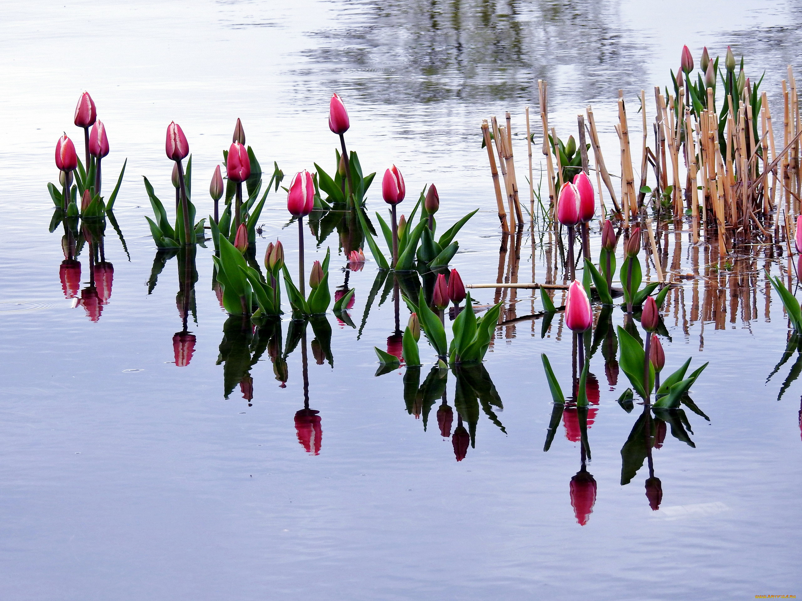 цветы, тюльпаны, бутоны, вода