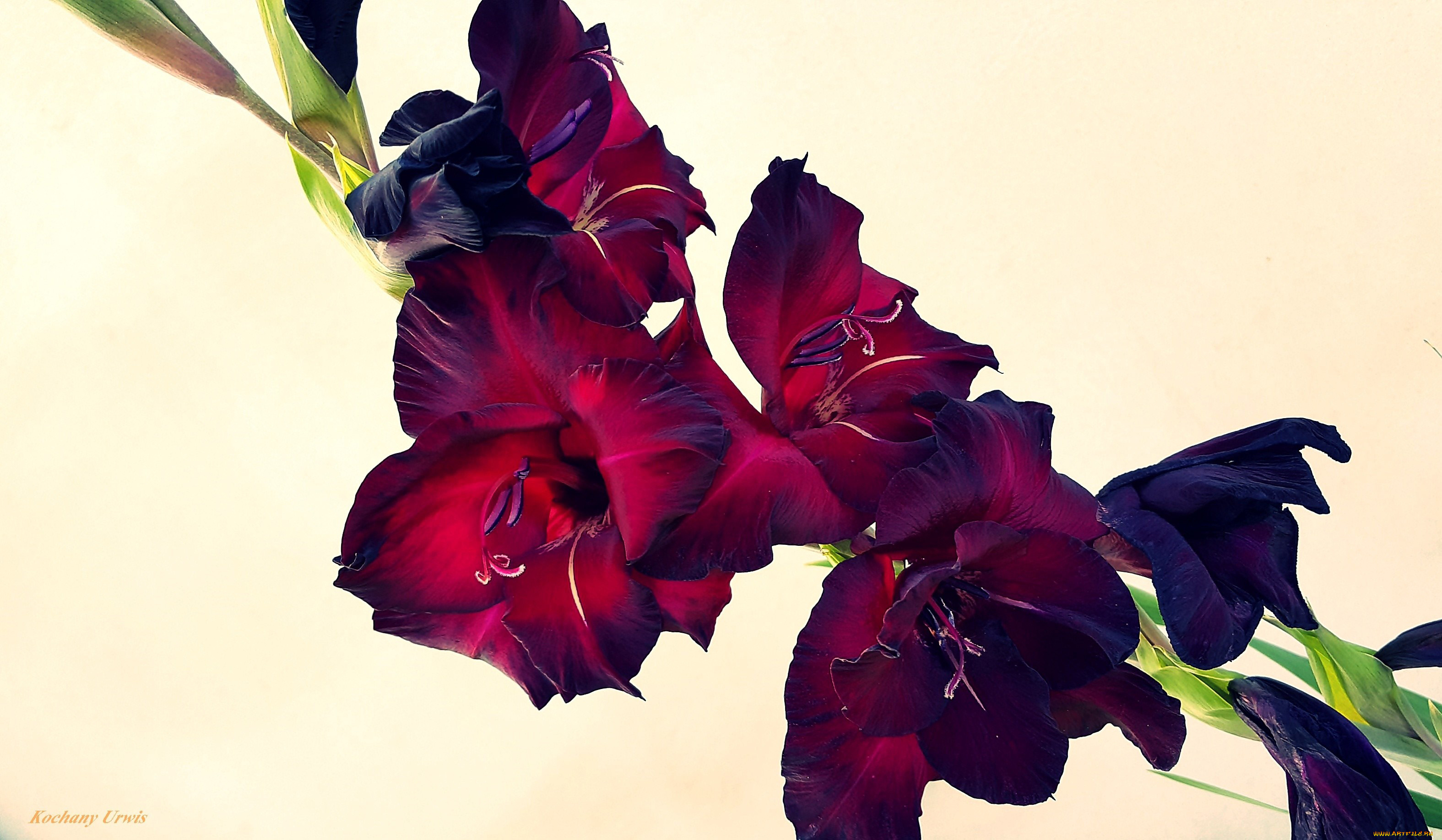 цветы, гладиолусы, бутоны