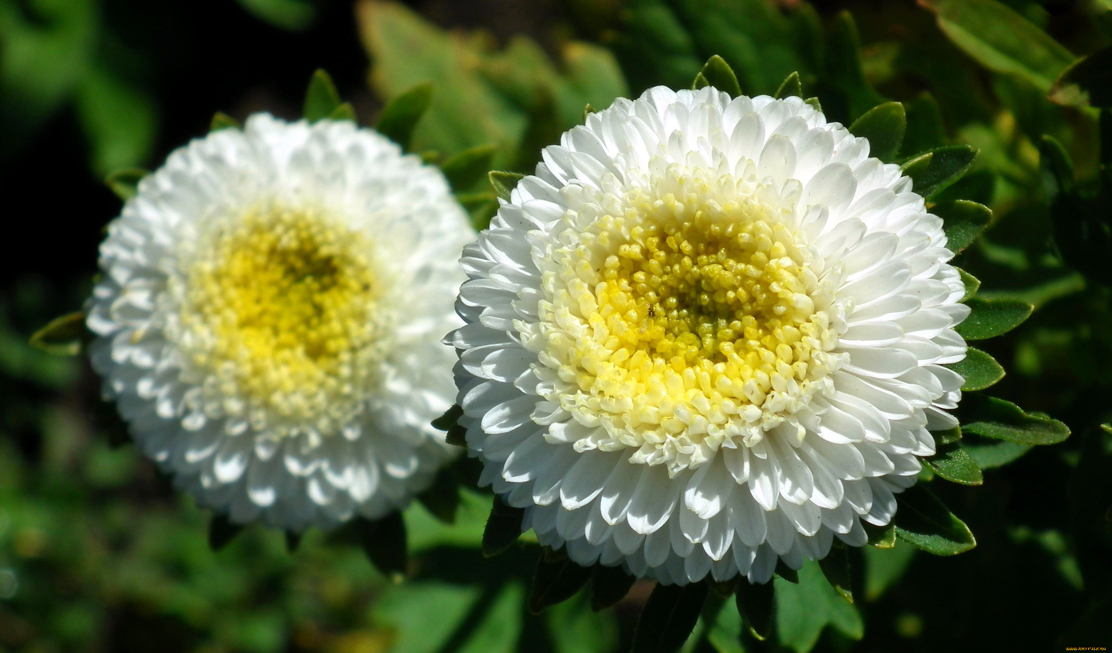 цветы, астры, белый