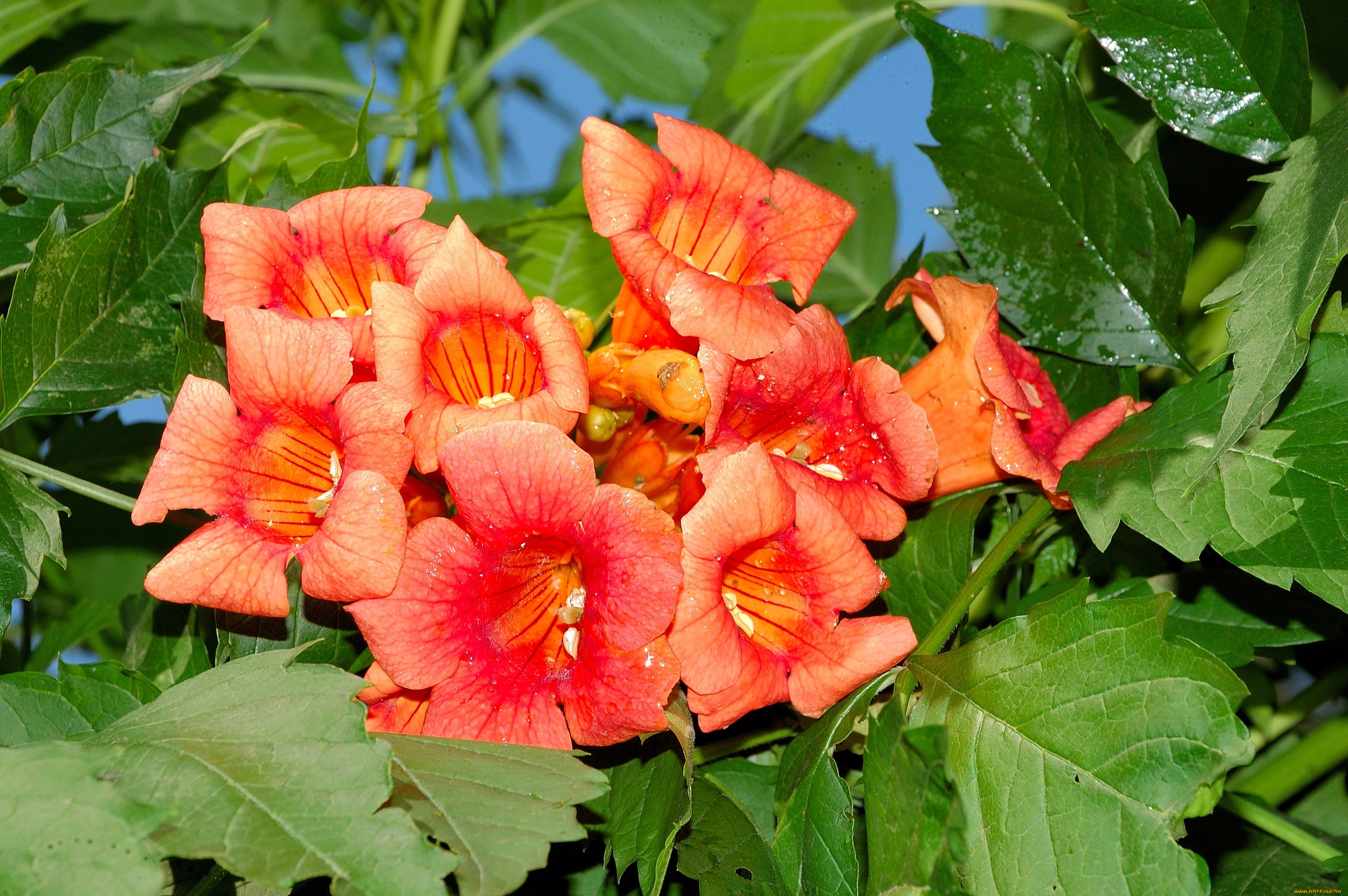 цветы, кампсис, , текома, фон, лепестки