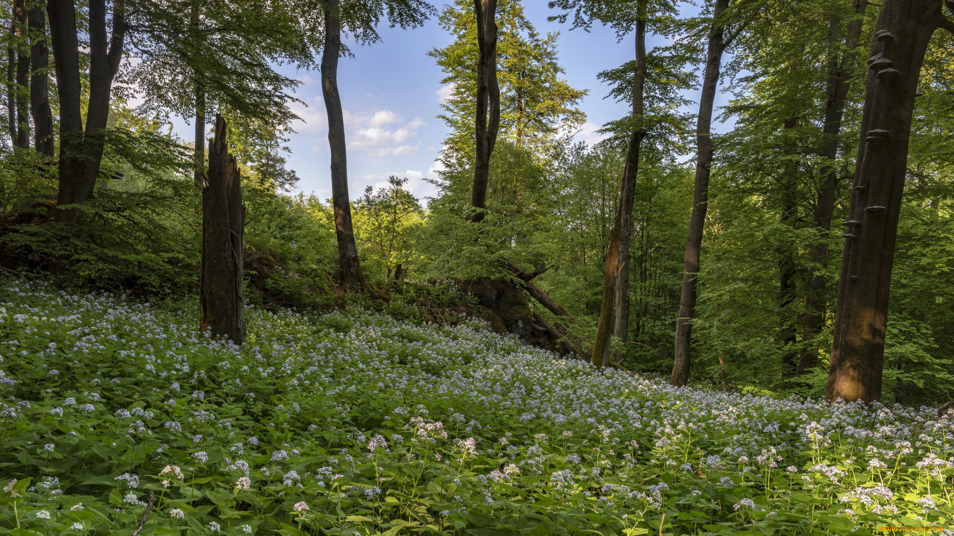 природа, лес, простор
