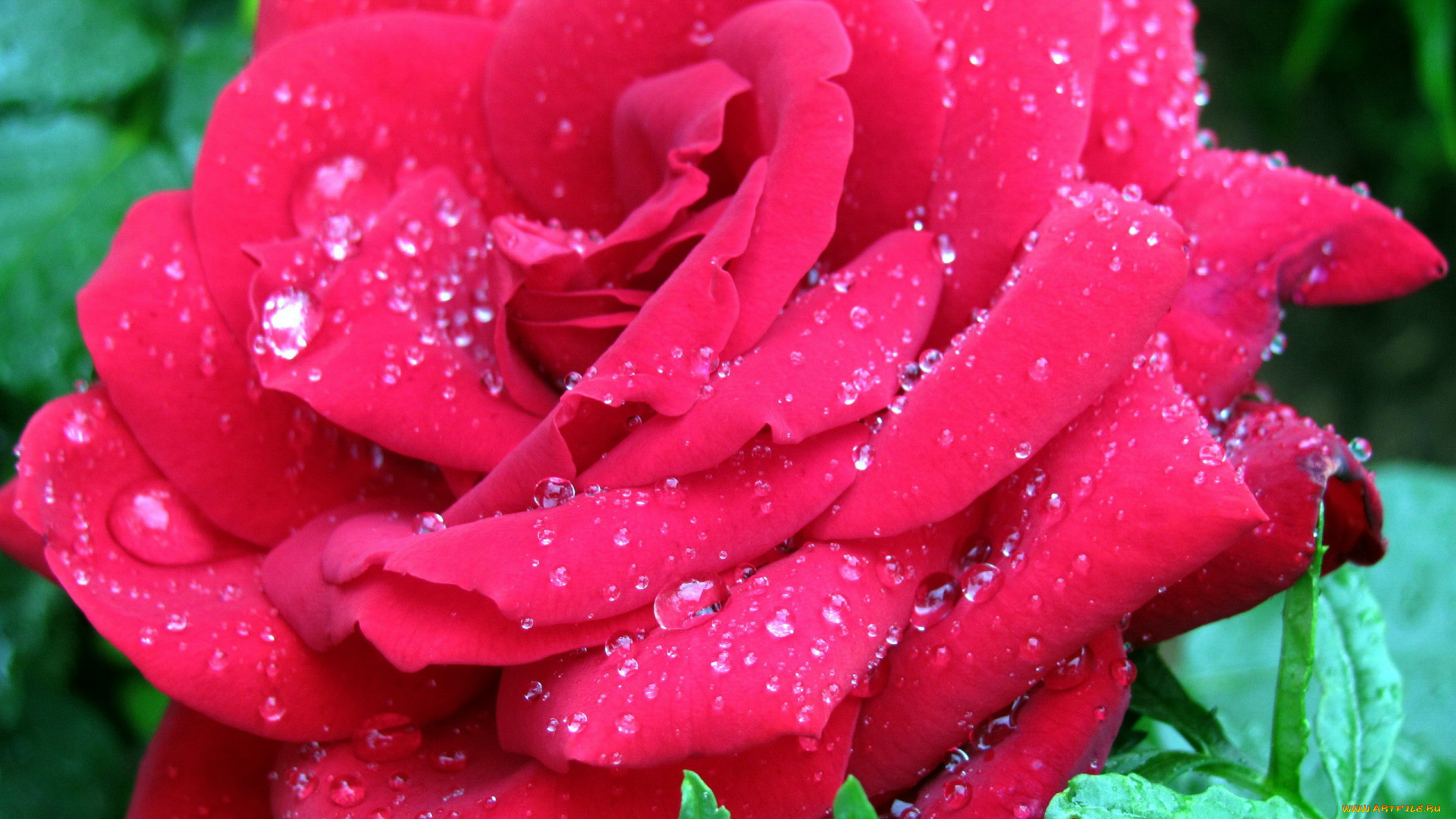 цветы, розы, капли, макро