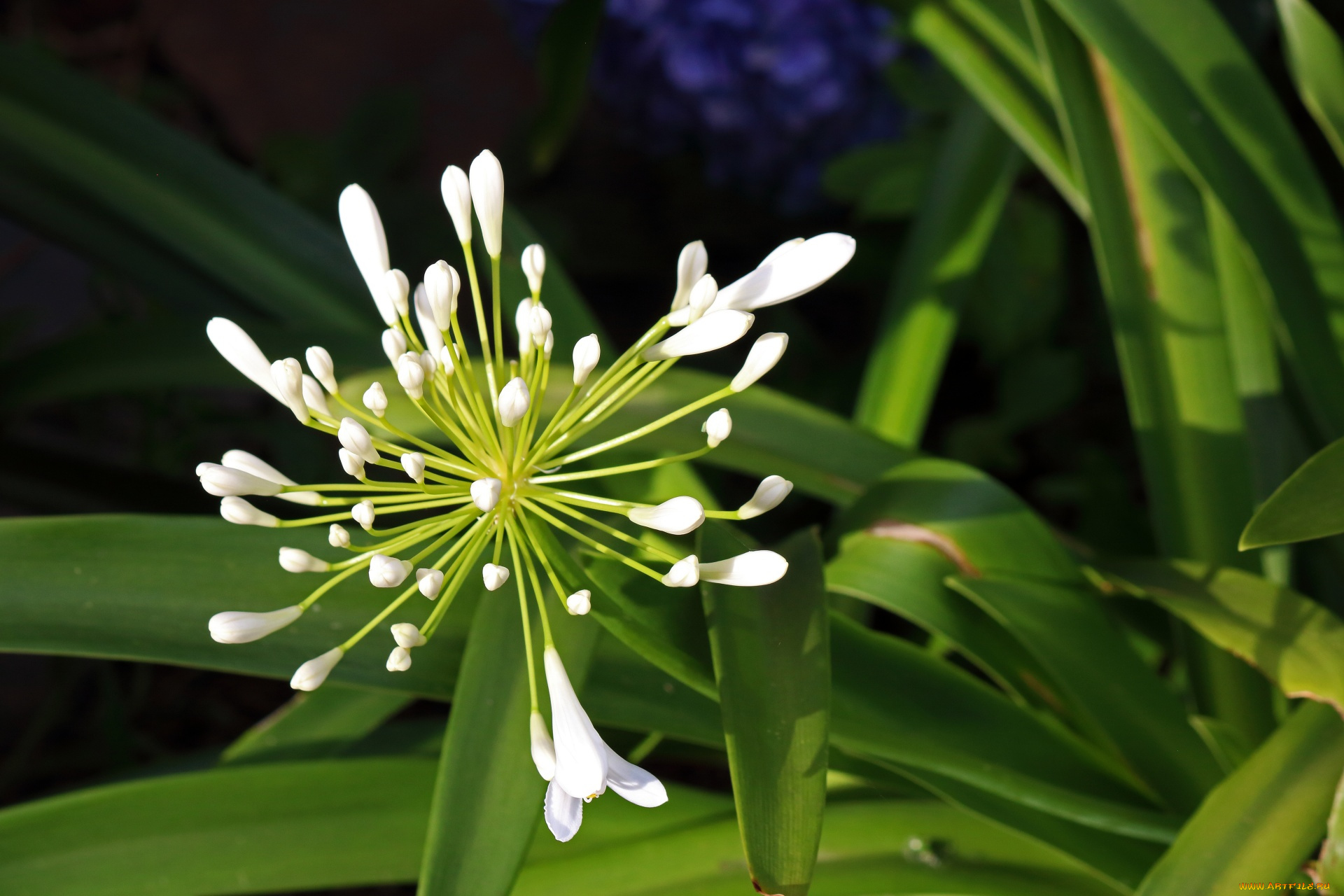 цветы, агапантус, , африканская, лилия, белый, агапантус, макро