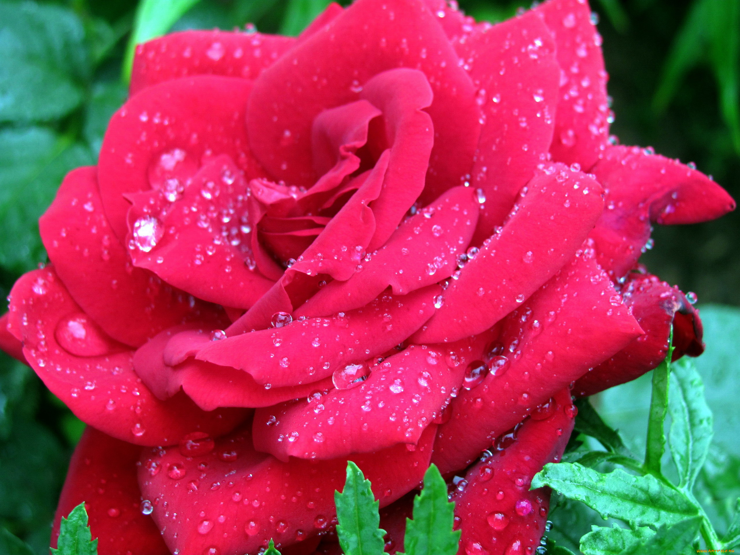 цветы, розы, капли, макро