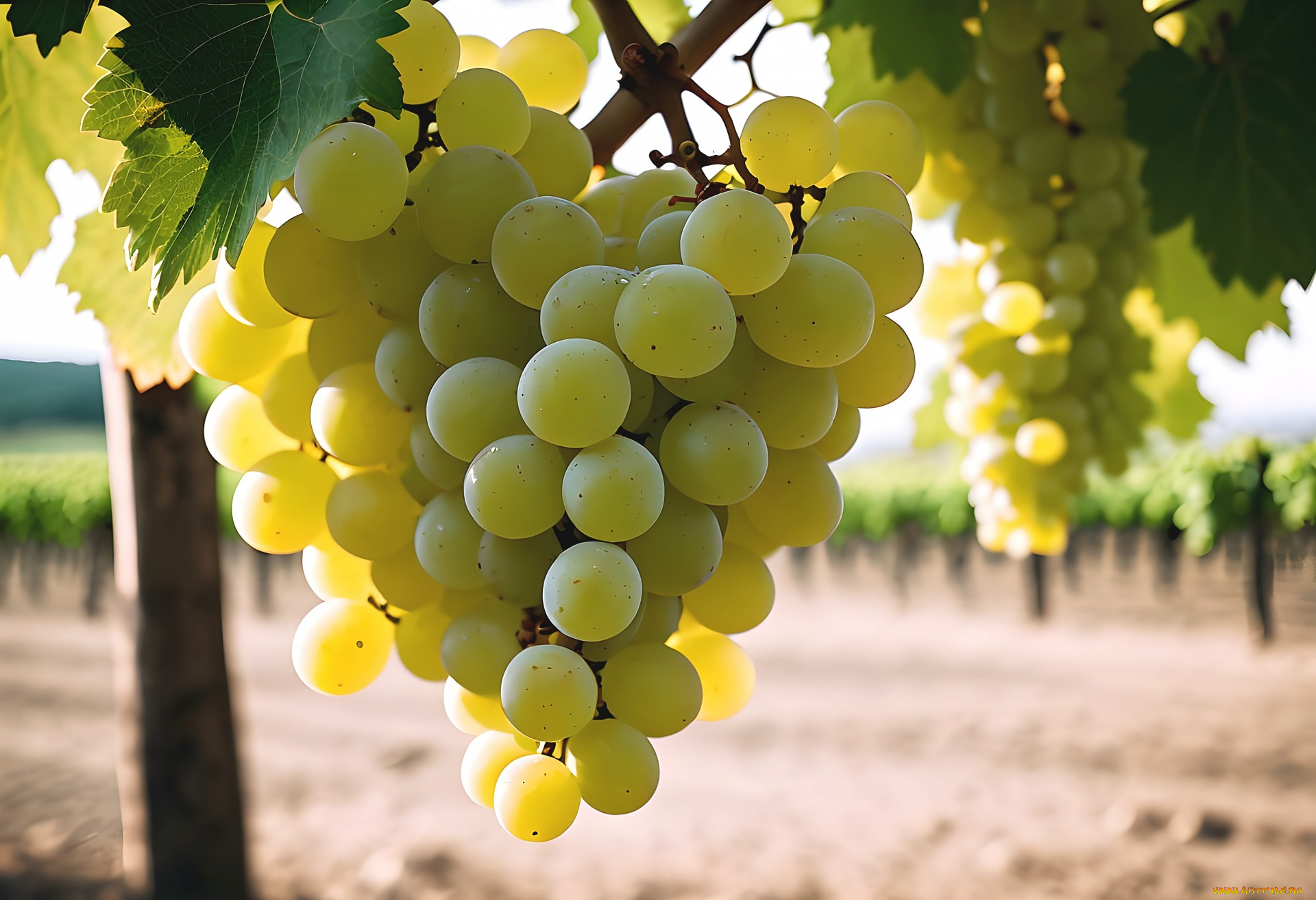 разное, компьютерный, дизайн, ягоды, грозди, виноград