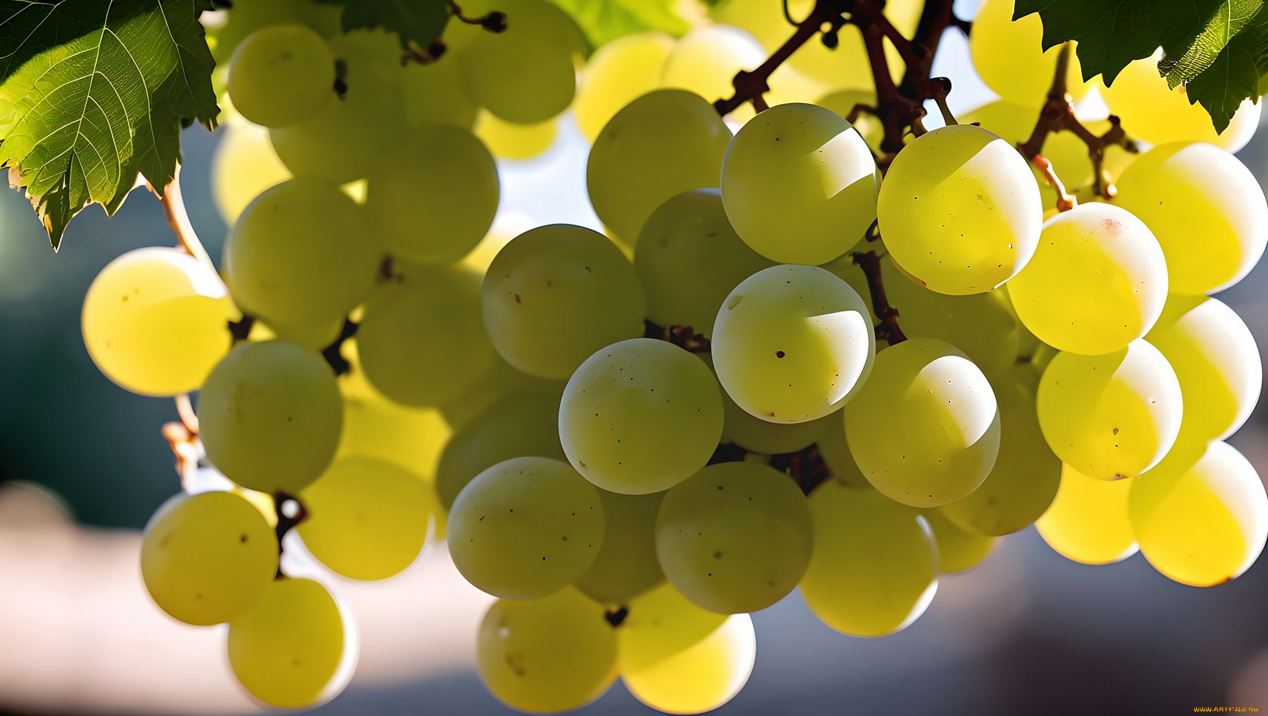 разное, компьютерный, дизайн, ягоды, грозди, виноград