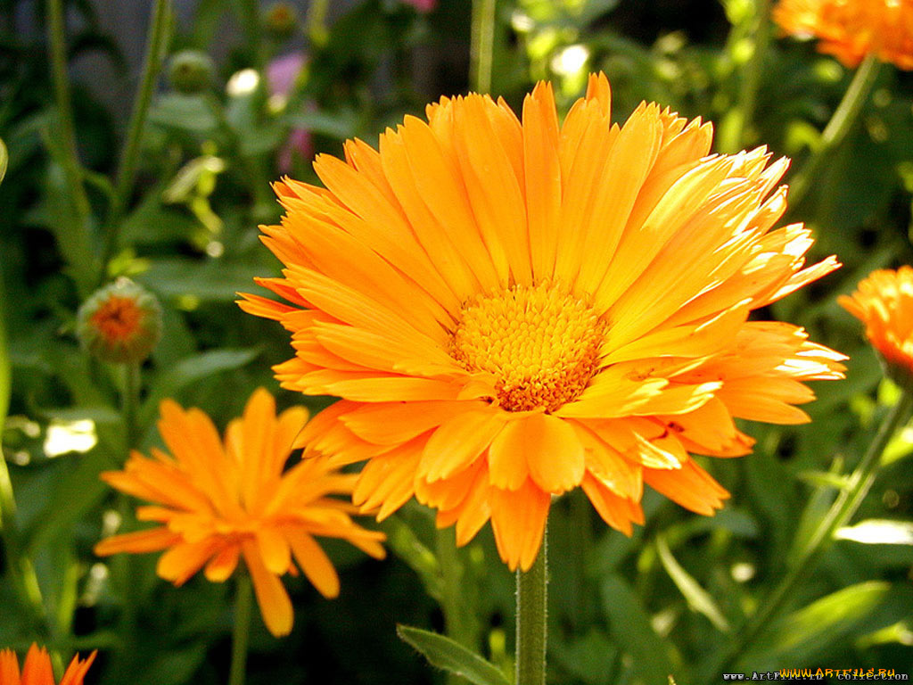 цветы, календула