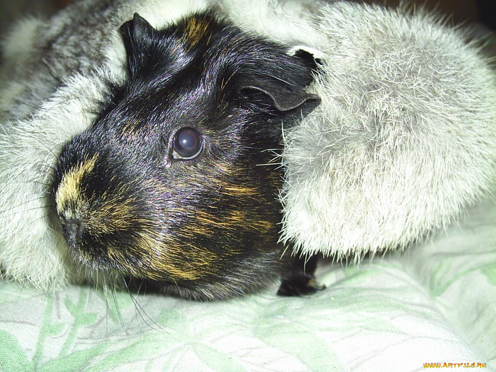 Чуня, животные, морские, свинки, хомяки