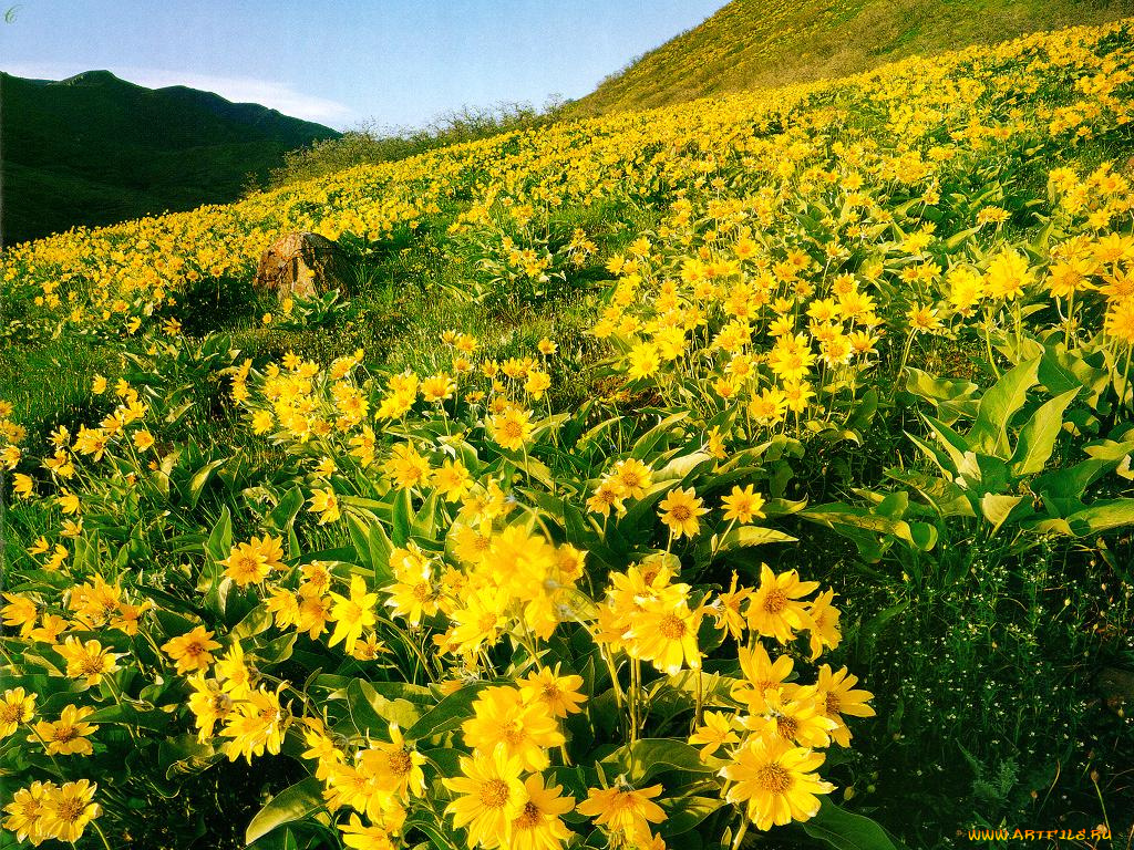 цветы, луговые, полевые